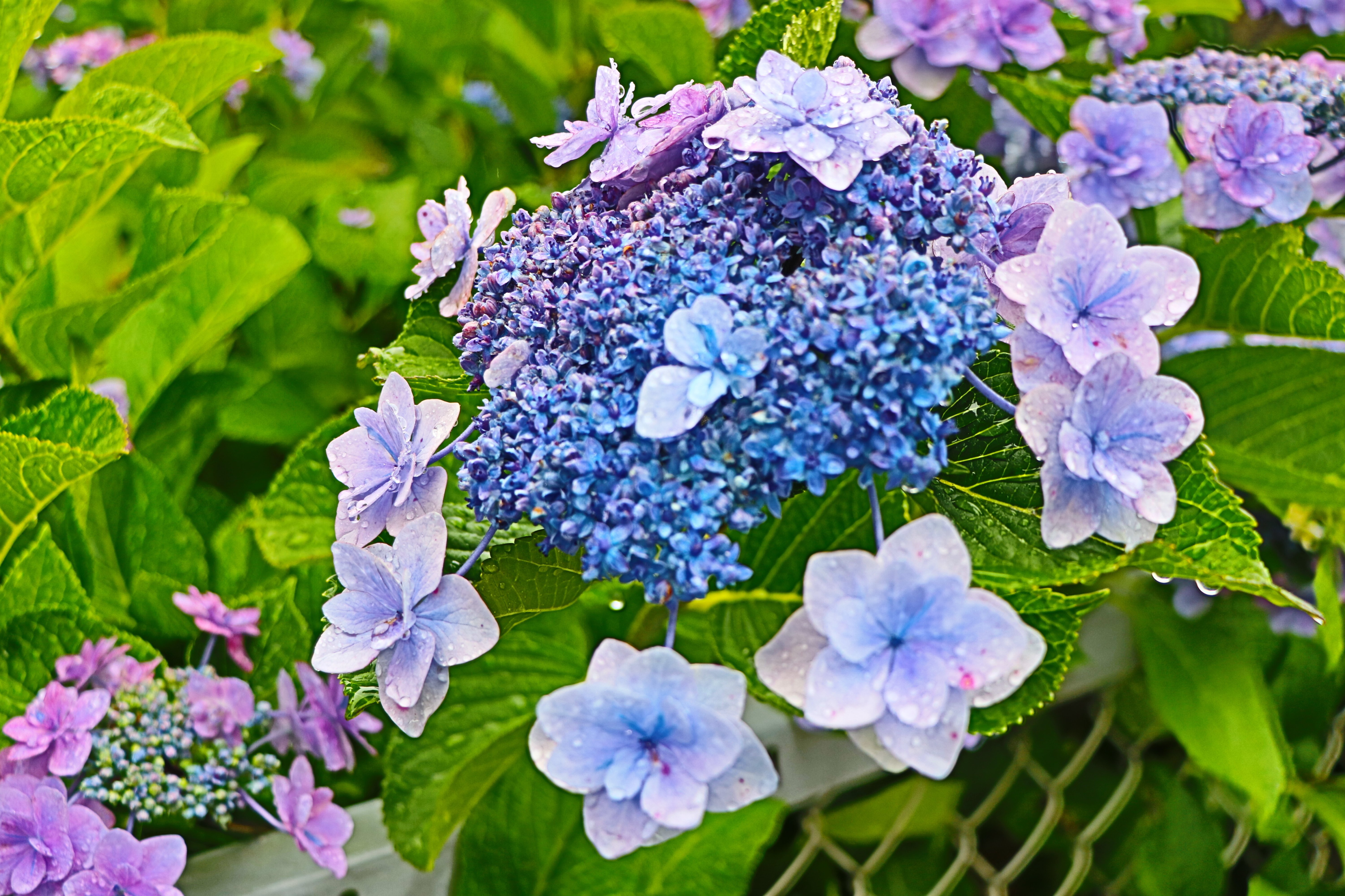 紫陽花 まさか今日、8月に入ってから立派に咲く紫陽花を見れるとは😳 咲いた