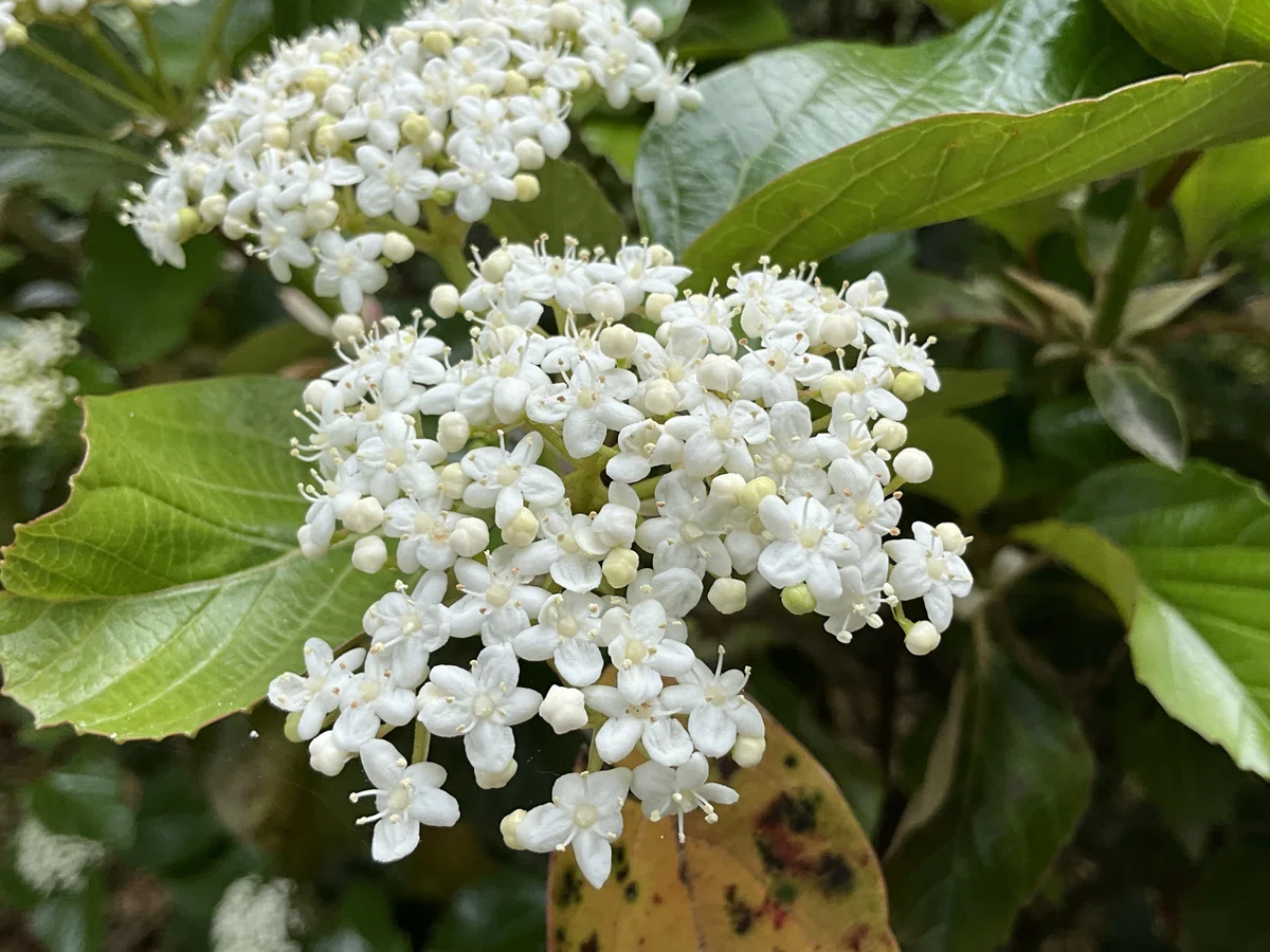 ハクサンボク 木 ハクサンボク 白山木 2018 04 21 -- 1 ディックの花通信