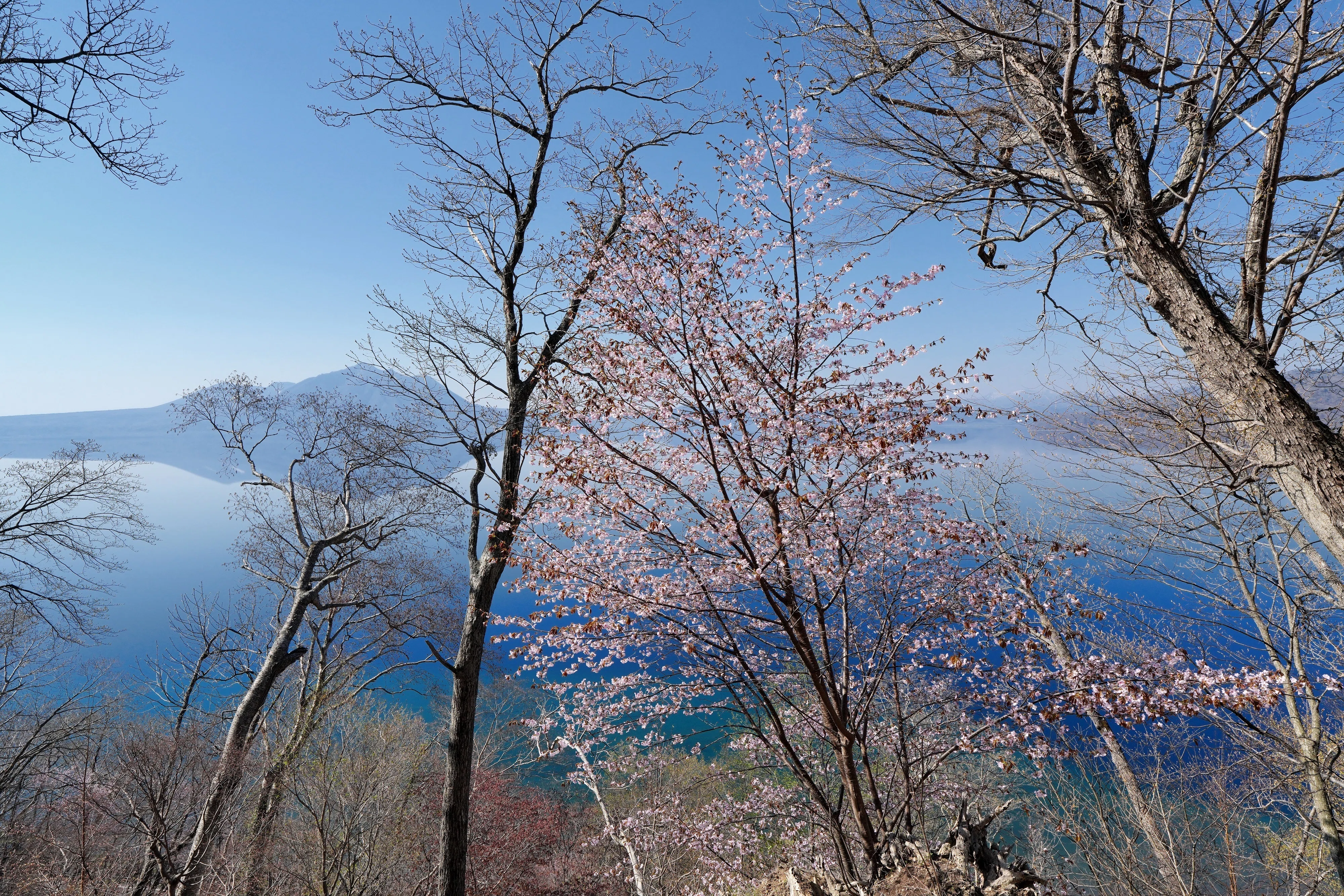 支笏のエゾヤマザクラ｜風景写真 四季の山旅