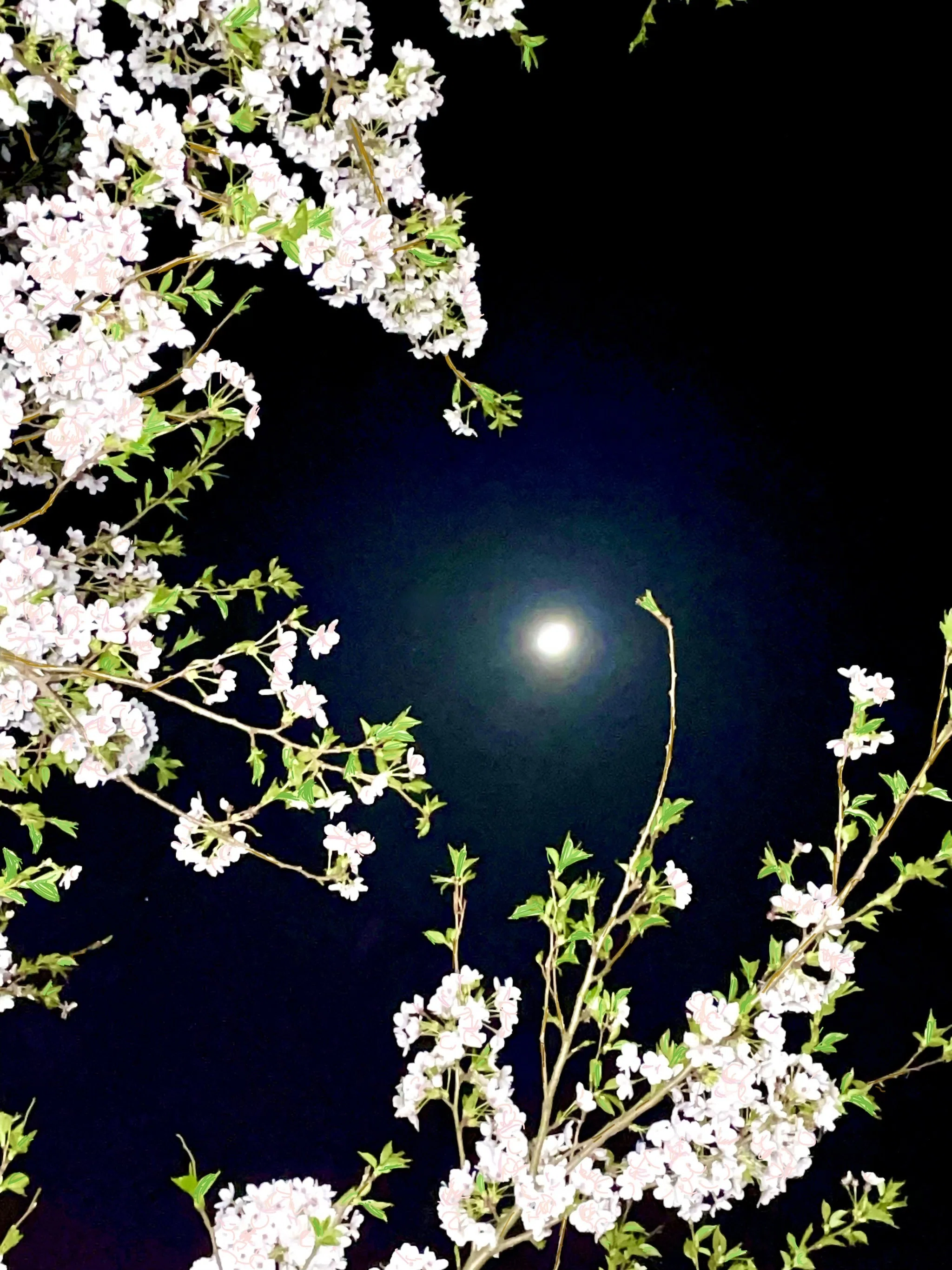 月夜桜 e15204_8bae208be02e45fbb061c5f
