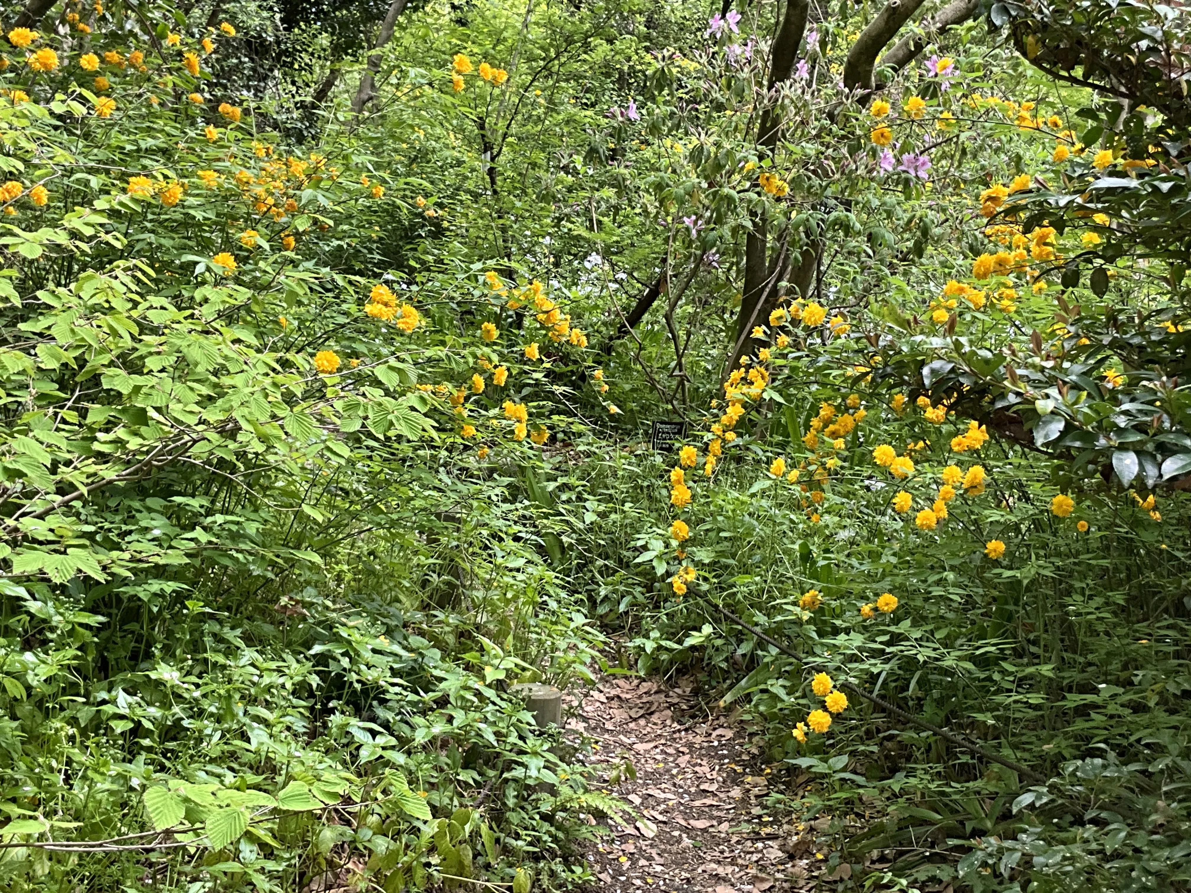 山吹の七重八重なる花が咲く（京都府立植物園）：2026年4月14日（火