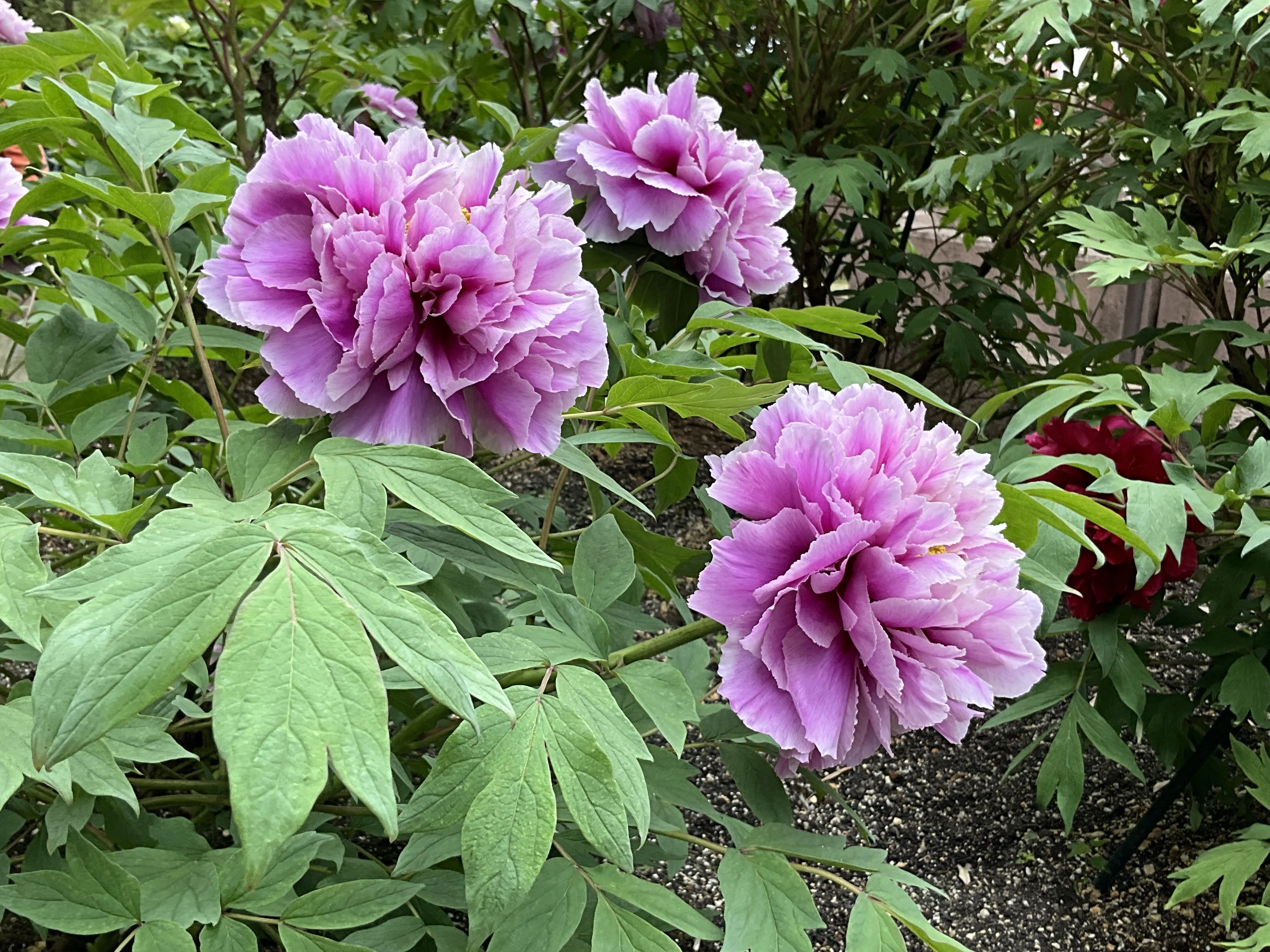 春霞〜プロテアと芍薬の花籠〜