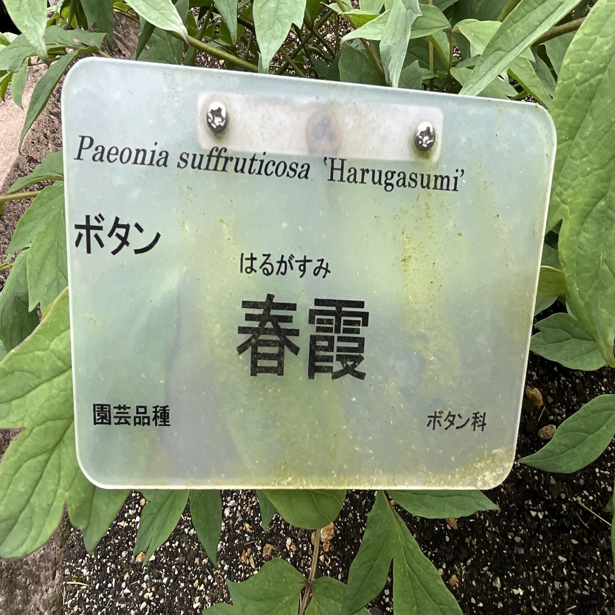 ボタンの春霞（京都府立植物園）：2026年4月18日（土）｜藤井秀昭 