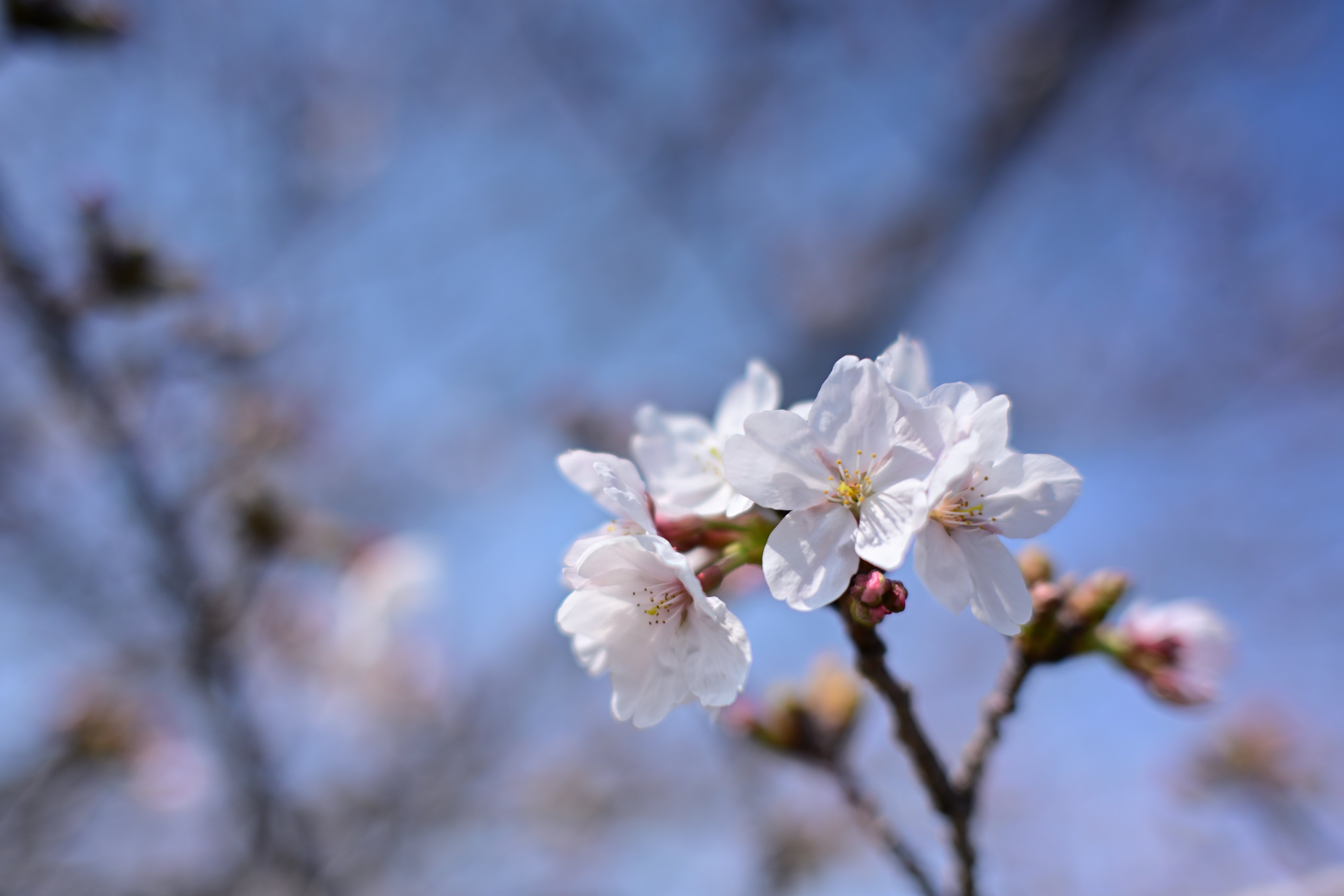 Nikon Z5II】はじめてのフルサイズ～幕張フォトさんぽ【桜/サツキ