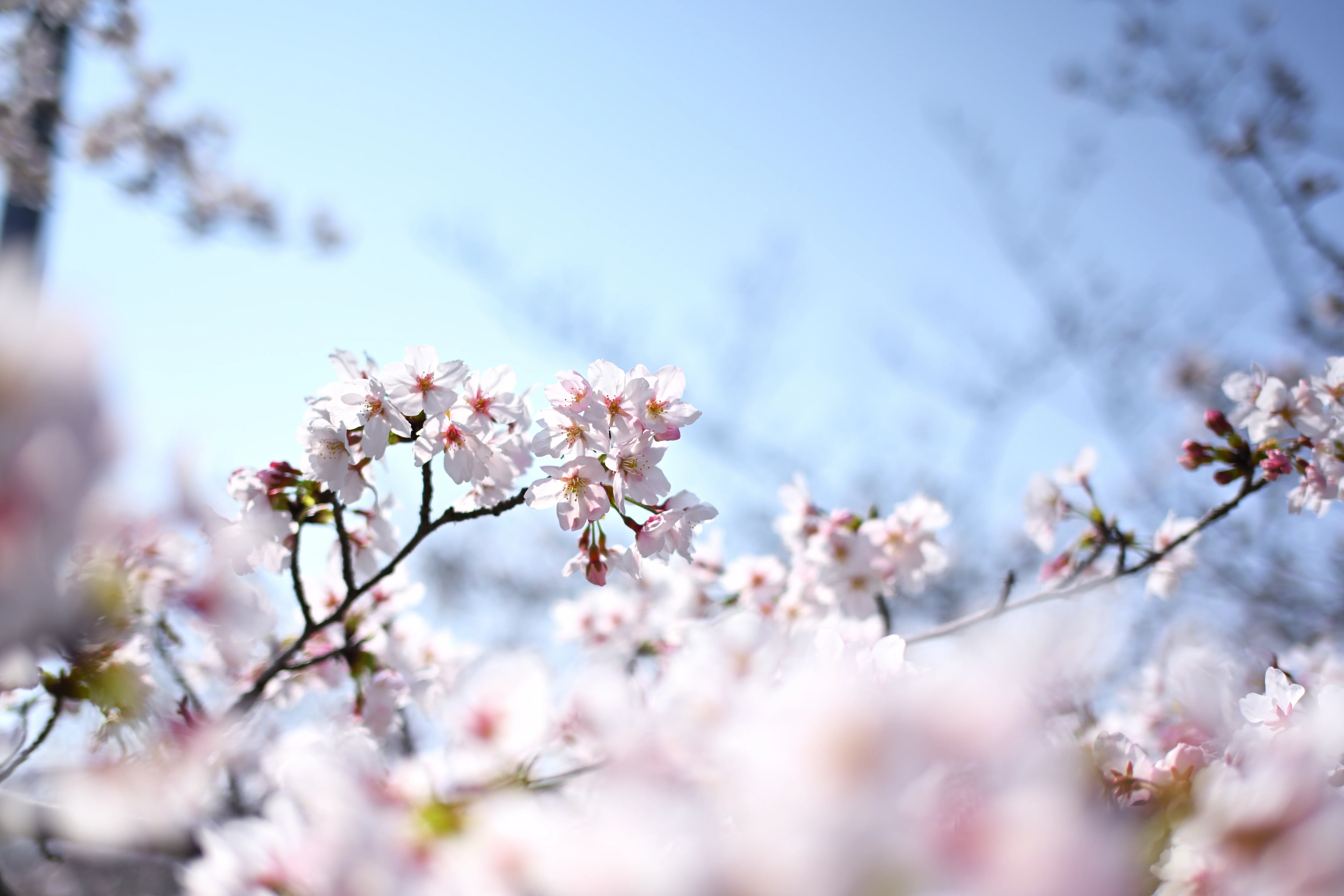 Nikon Z5II】はじめてのフルサイズ～幕張フォトさんぽ【桜/サツキ