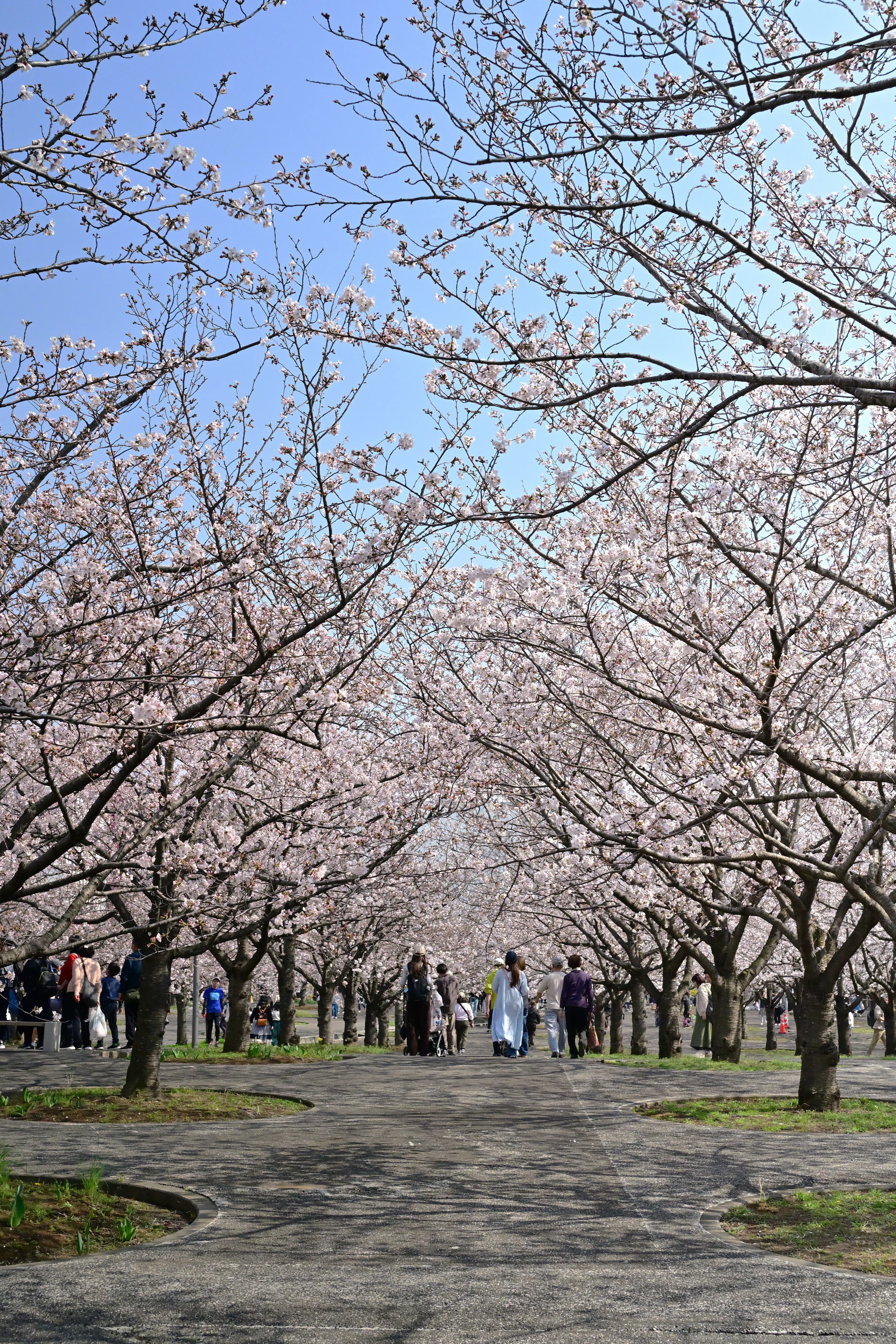 Nikon Z5II】はじめてのフルサイズ～幕張フォトさんぽ【桜/サツキ