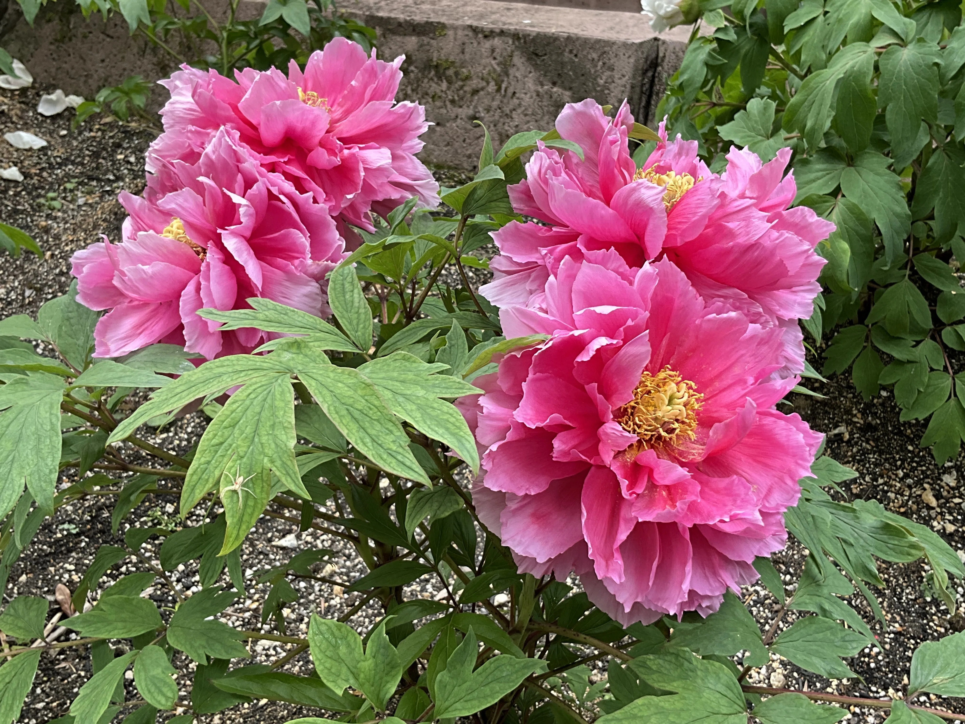 ボタンの花魁（京都府立植物園）：2026年4月18日（土）｜藤井秀昭