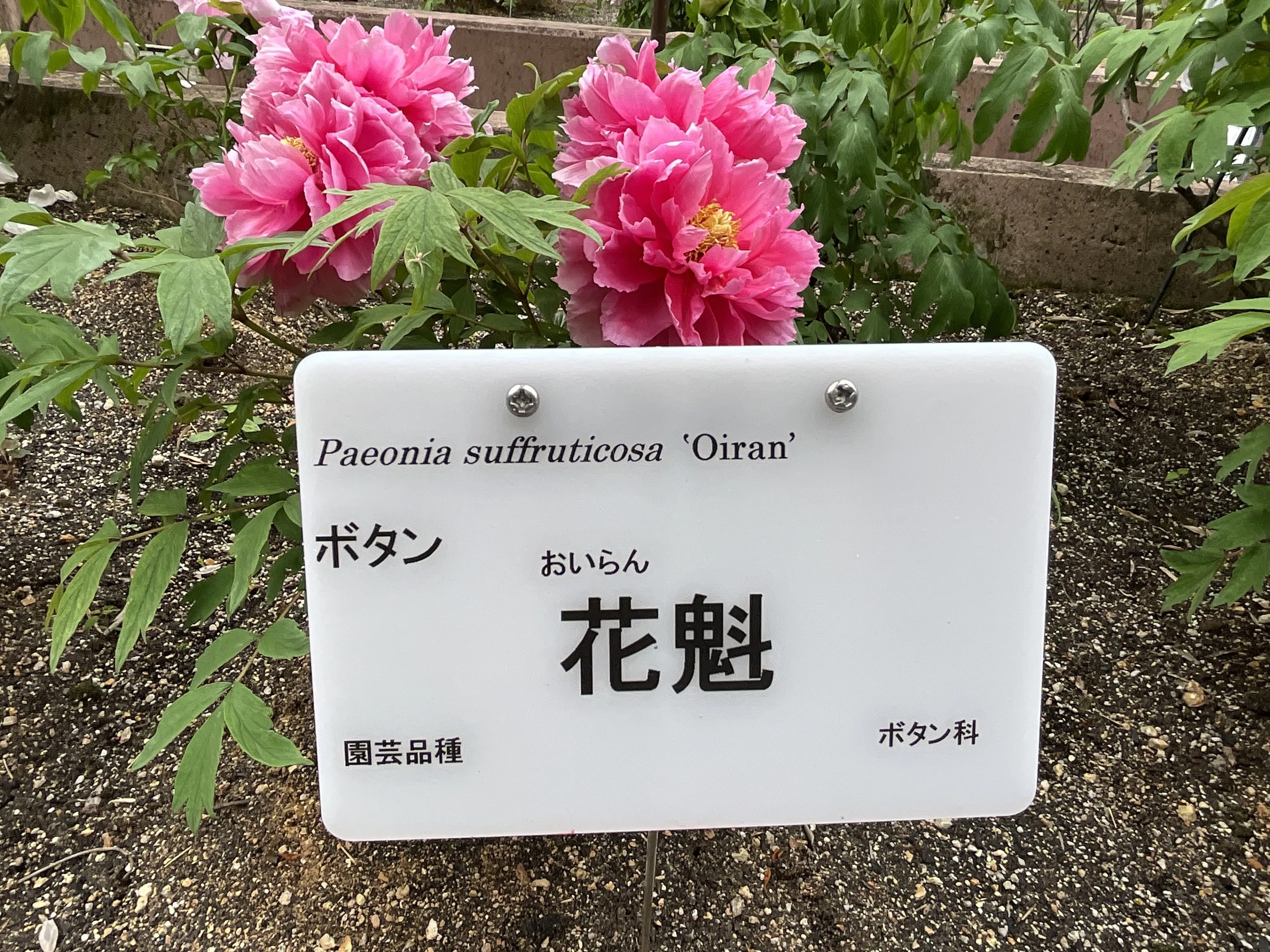 ボタンの花魁（京都府立植物園）：2026年4月18日（土）｜藤井秀昭