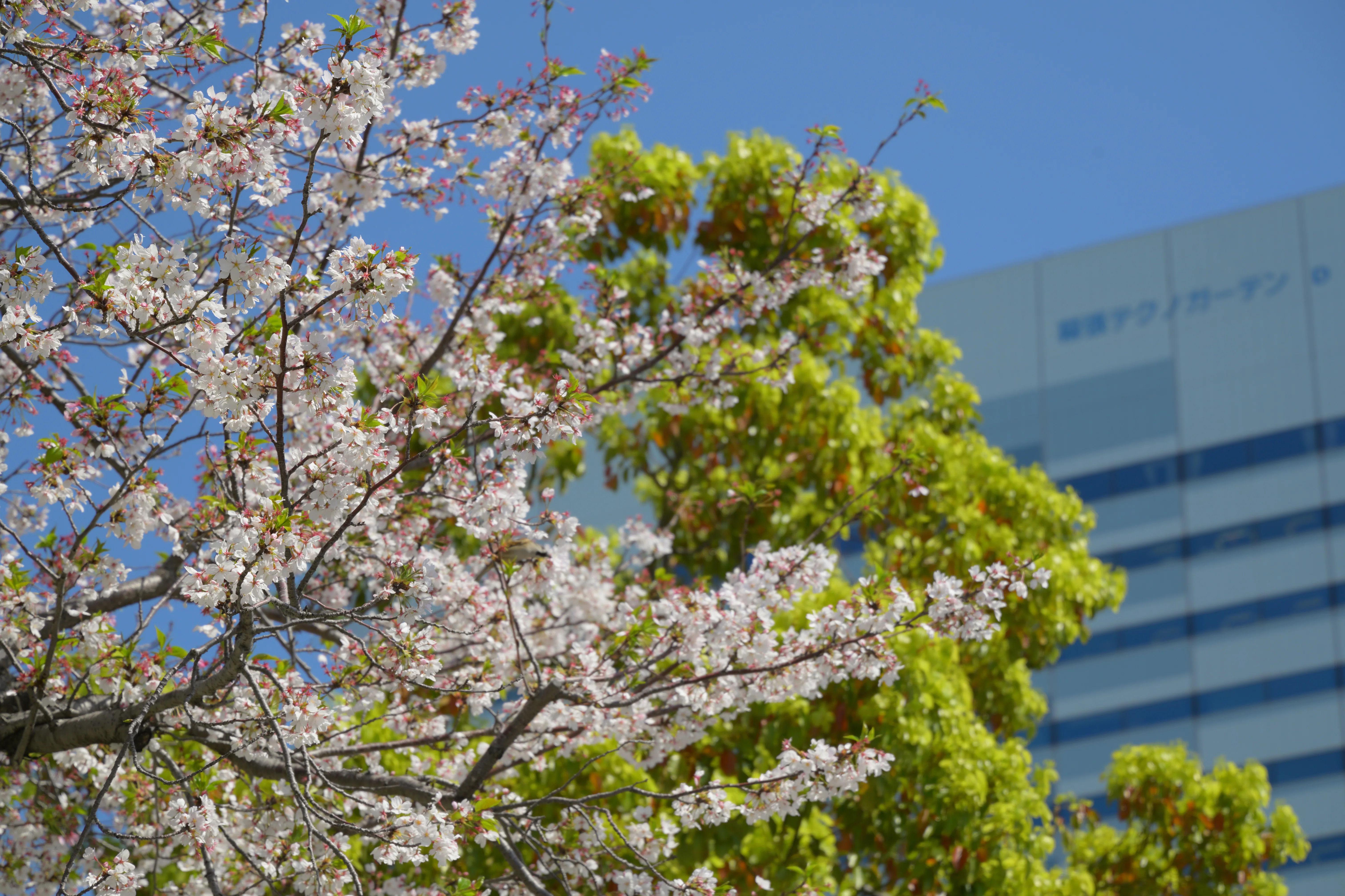 Nikon Z5II】はじめてのフルサイズ～幕張フォトさんぽ【桜/サツキ