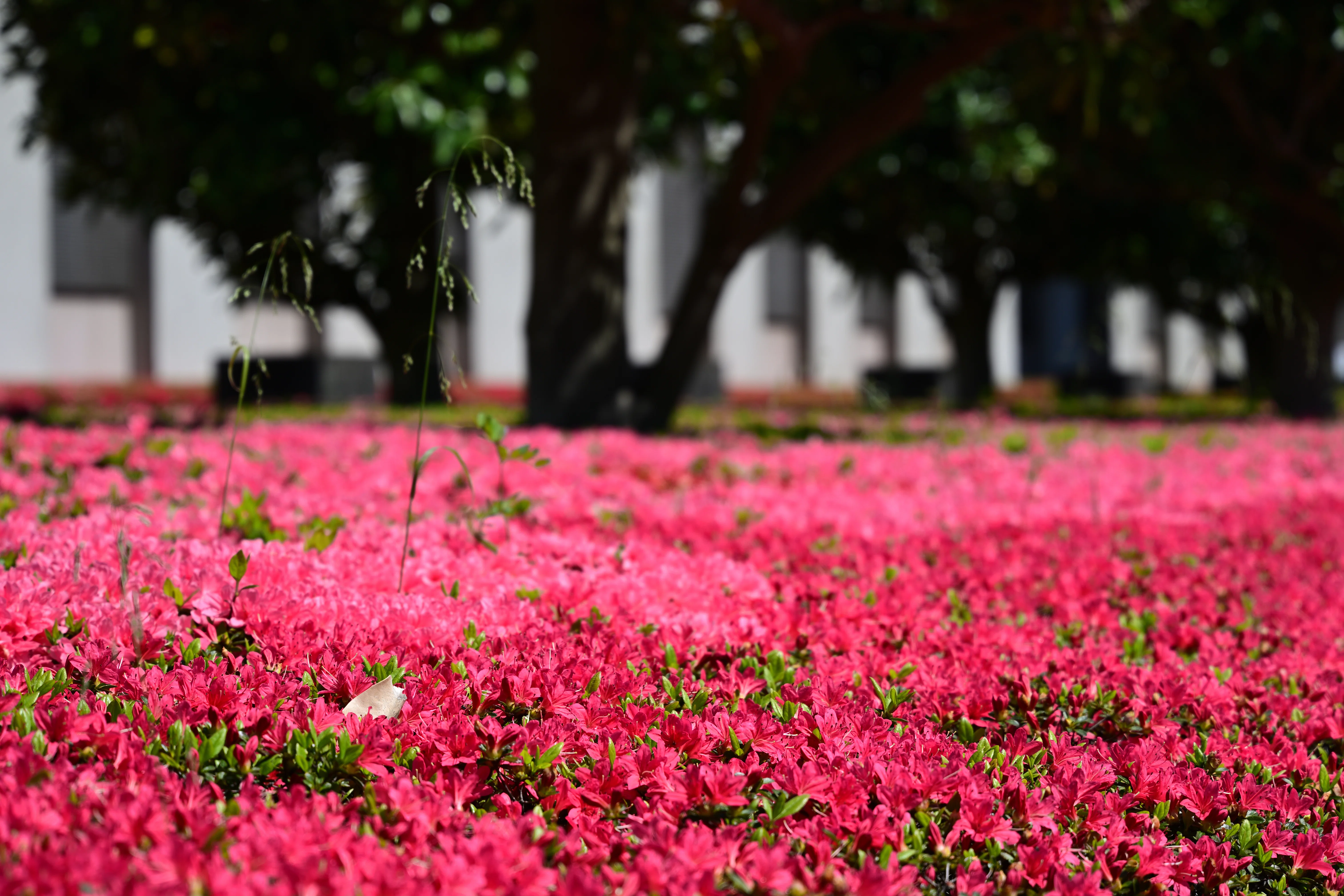 Nikon Z5II】はじめてのフルサイズ～幕張フォトさんぽ【桜/サツキ