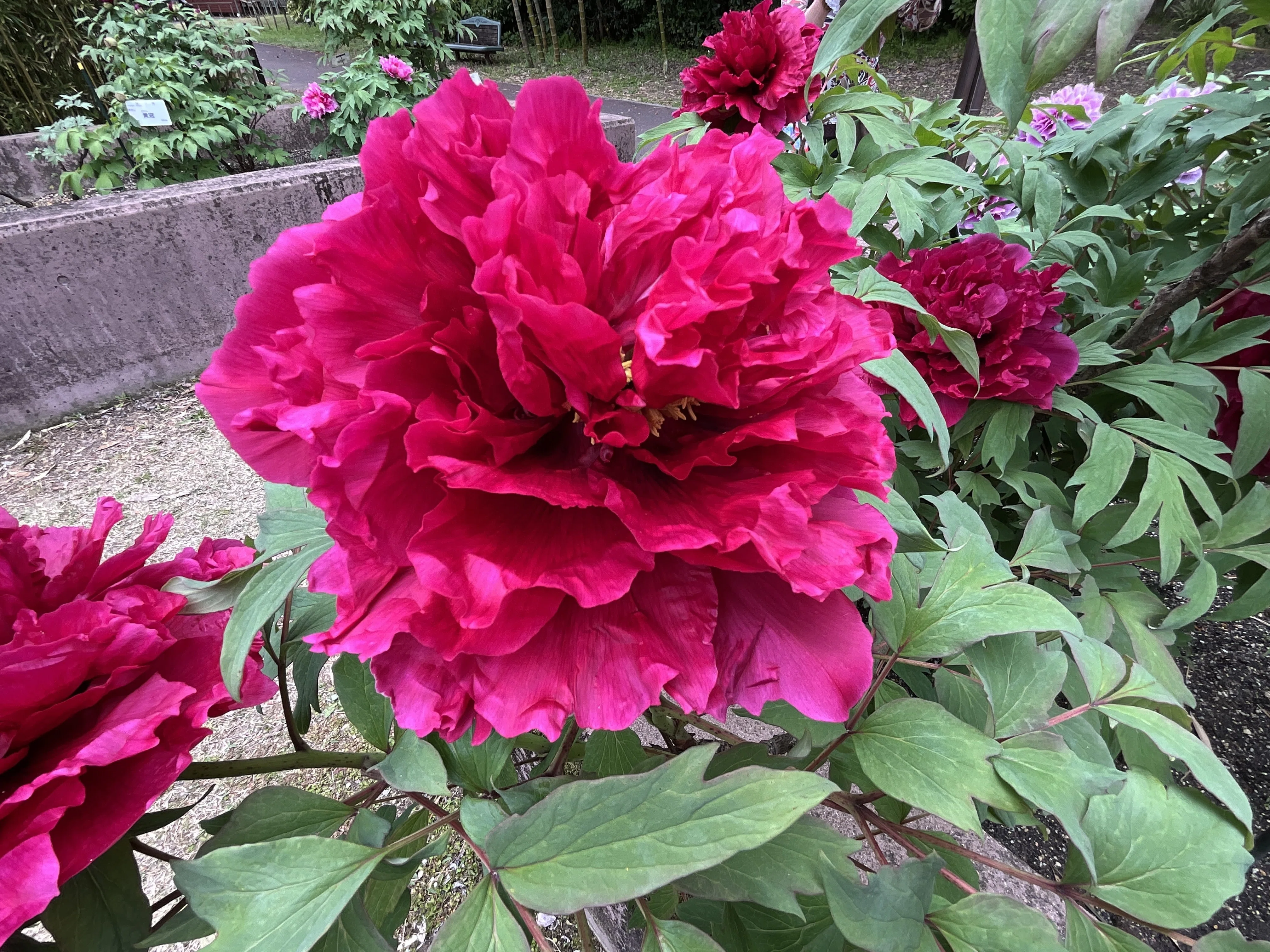 ボタンの満天紅（京都府立植物園）：2026年4月18日（土）｜藤井秀昭
