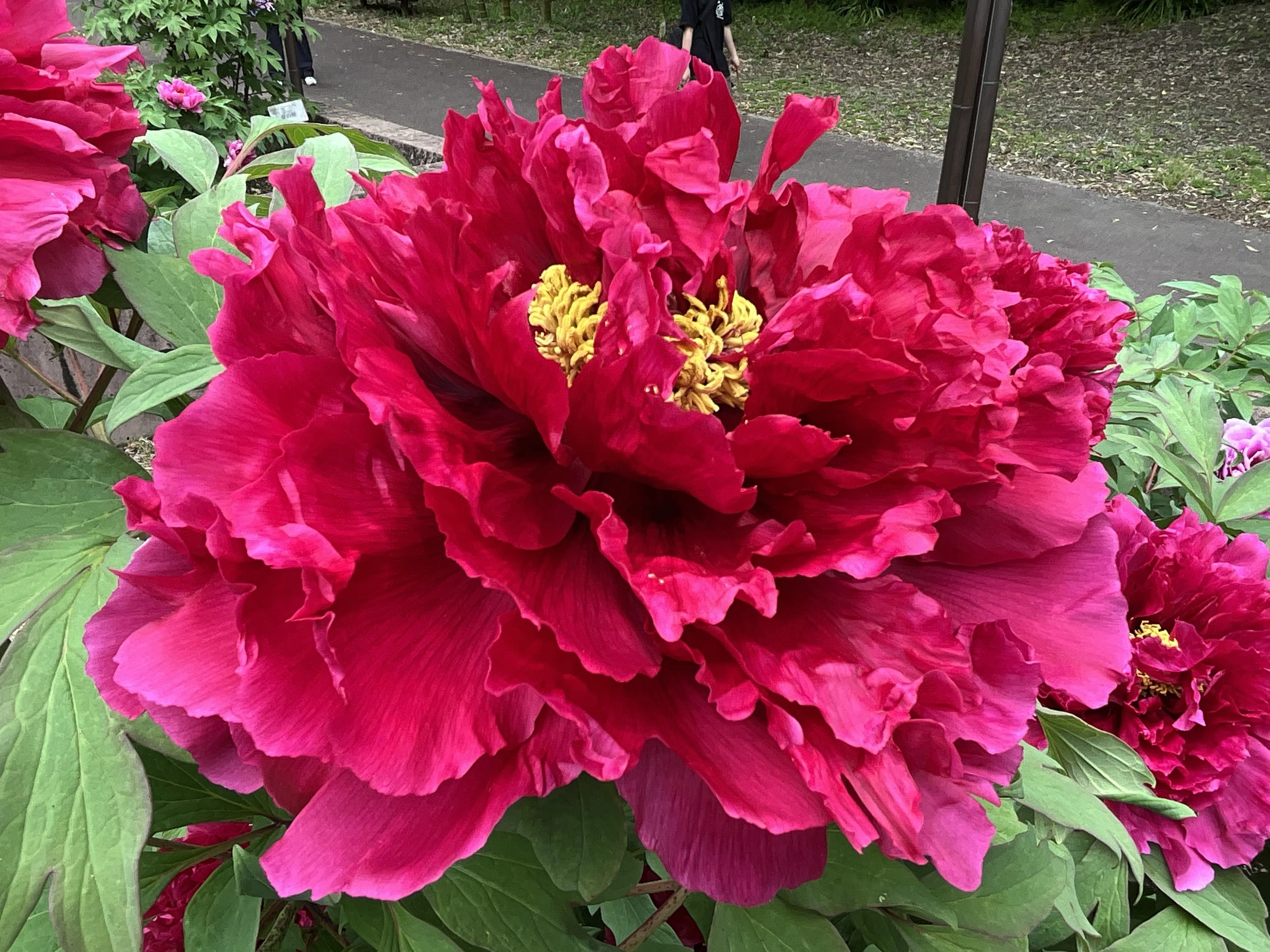 ボタンの満天紅（京都府立植物園）：2026年4月18日（土）｜藤井秀昭