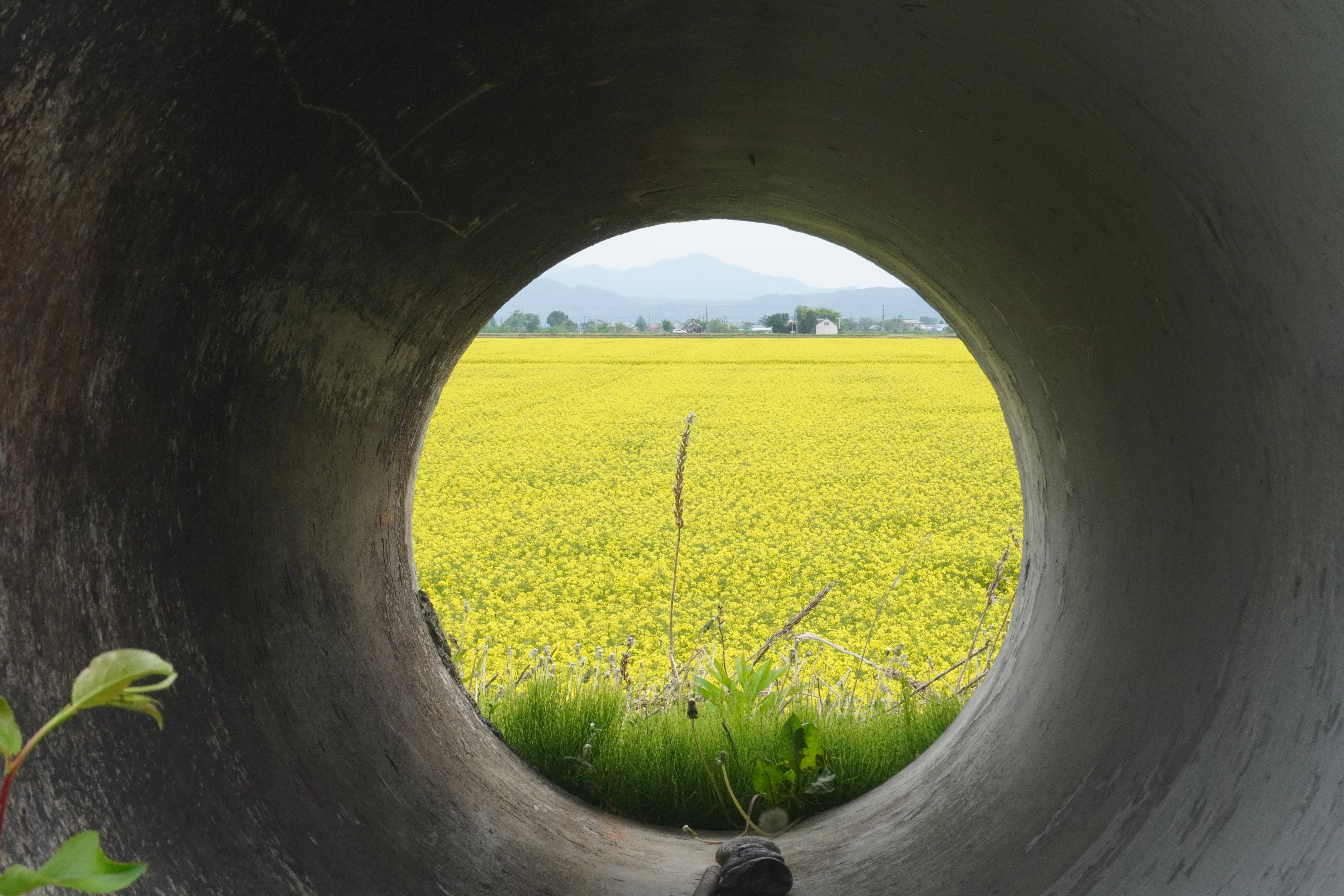 誰も気づかない菜の花の穴場。旭川から1時間、滝川の黄色い楽園