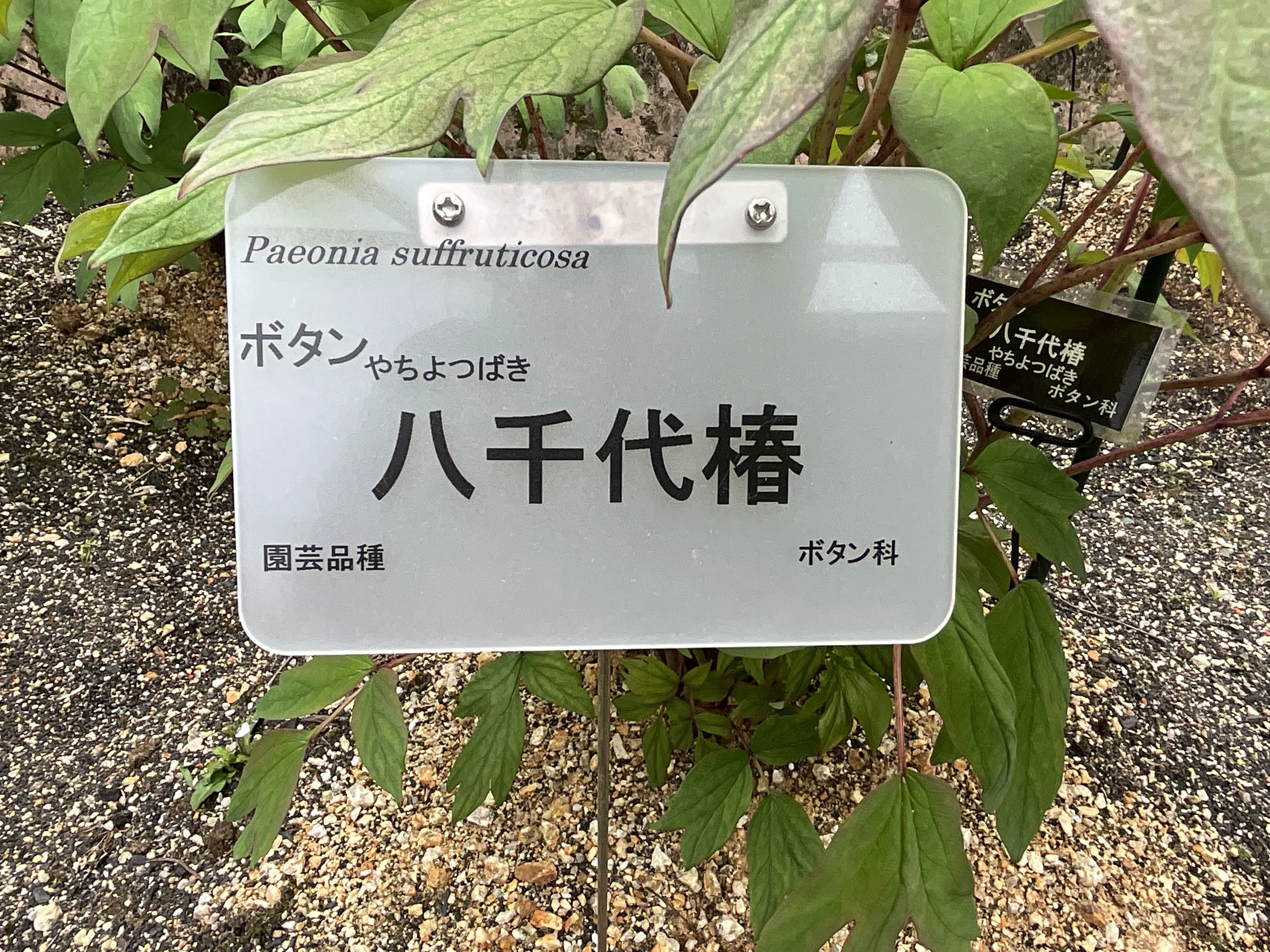 ボタンの八千代椿（京都府立植物園）：2026年4月18日（土）｜藤井秀昭