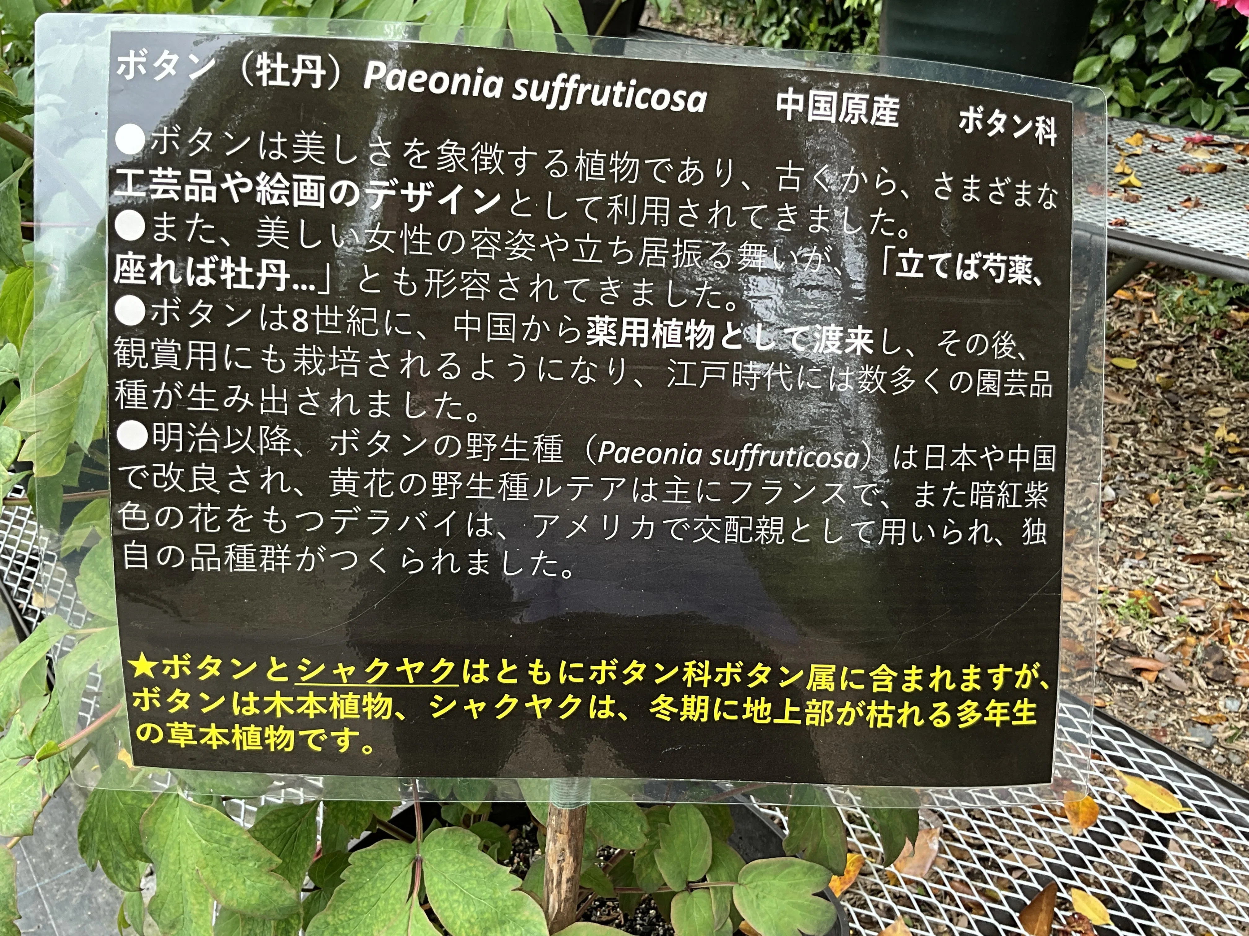 ボタンの八千代椿（京都府立植物園）：2026年4月18日（土）｜藤井秀昭