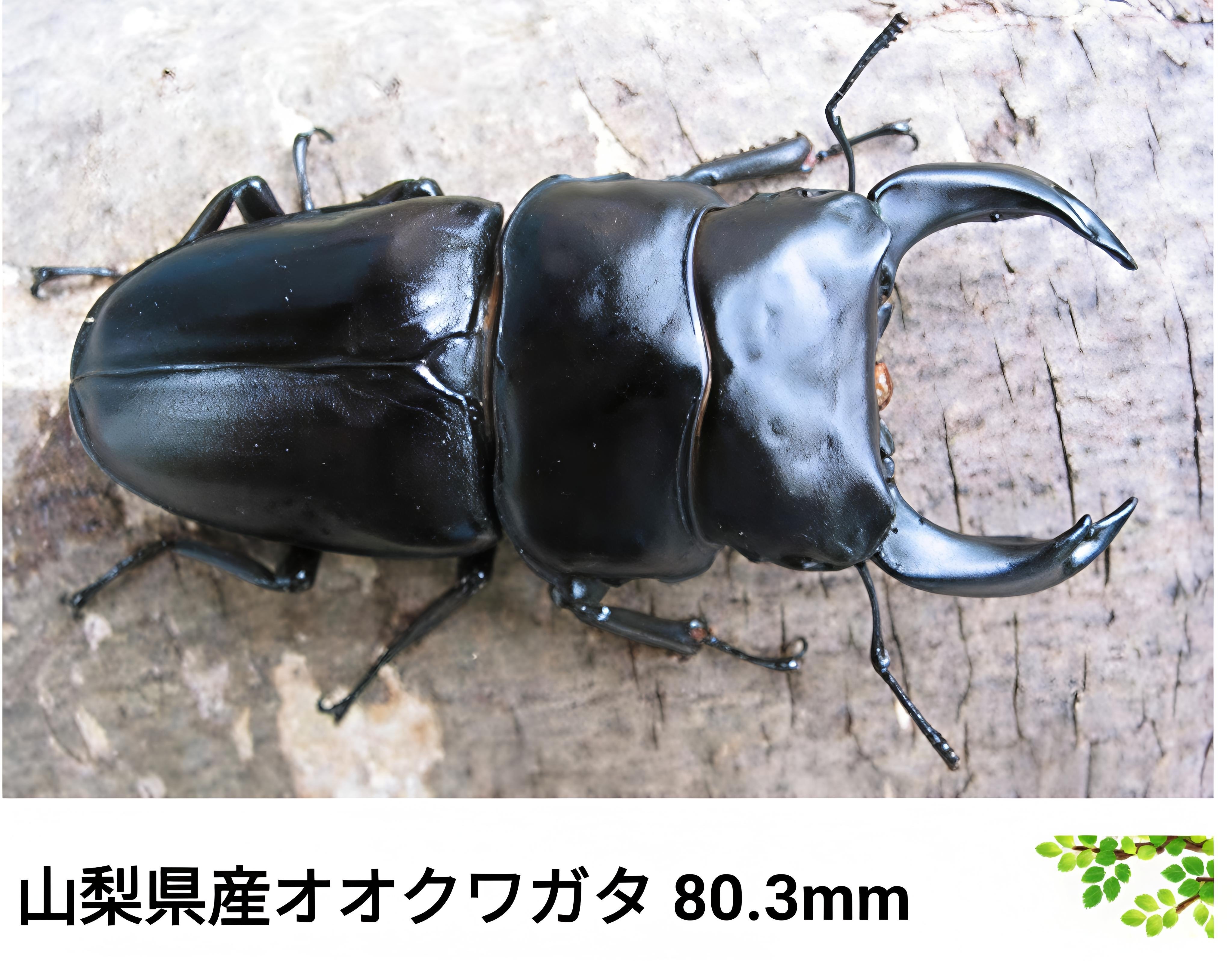 🌳土曜日は趣味の話：今期の羽化も間近な中、オオクワ界の名伯楽