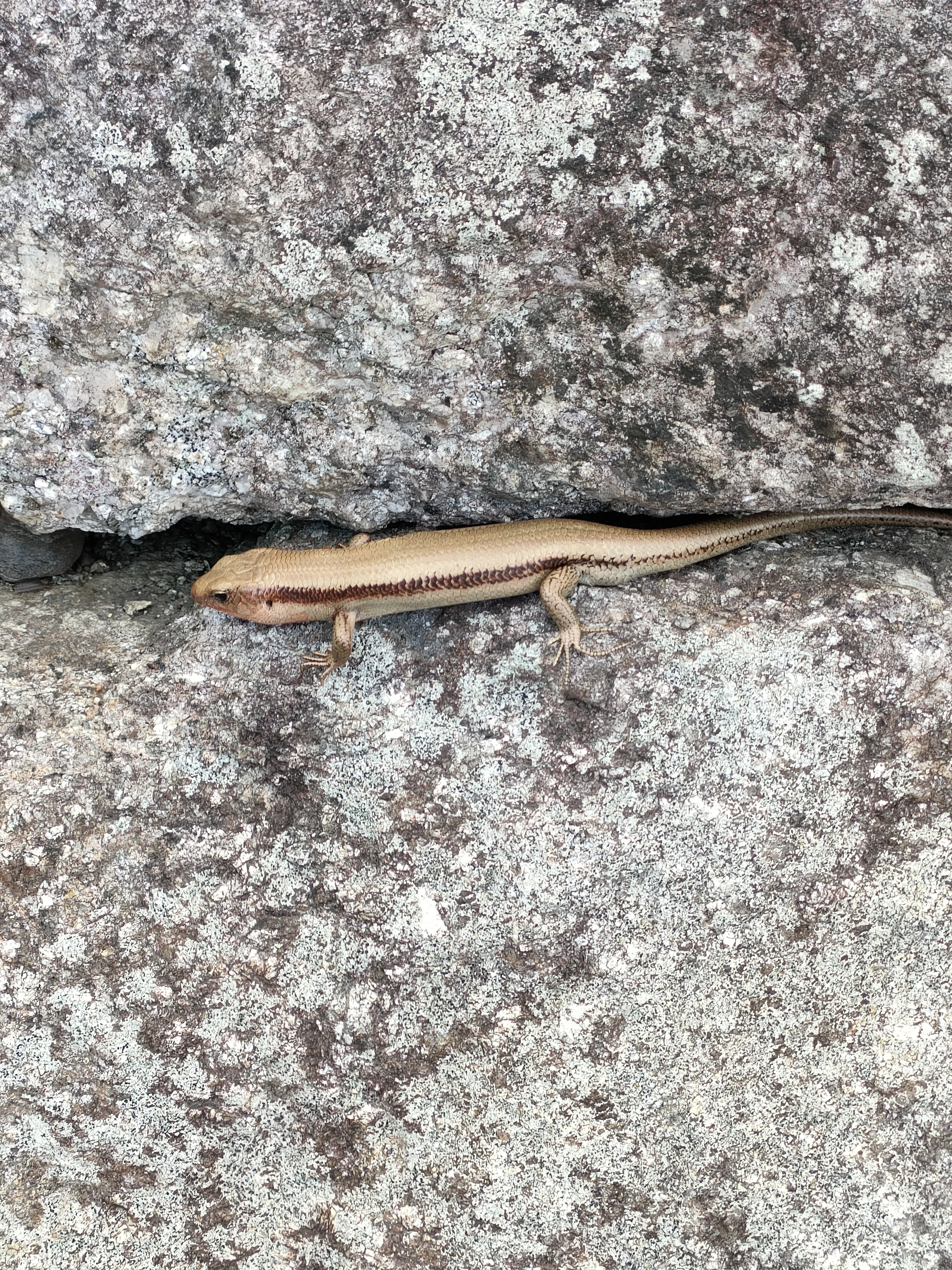 ヒガシニホントカゲ？｜月澄狸