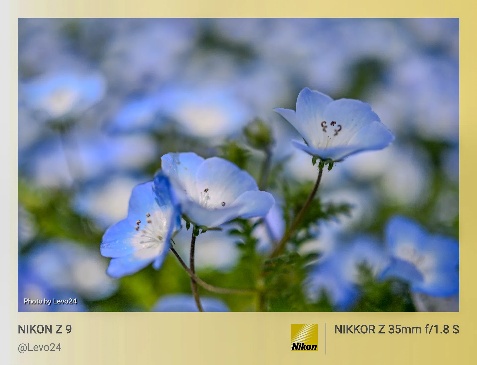 フォトウォーク】青い絨毯 ネモフィラ 2026｜Levo24