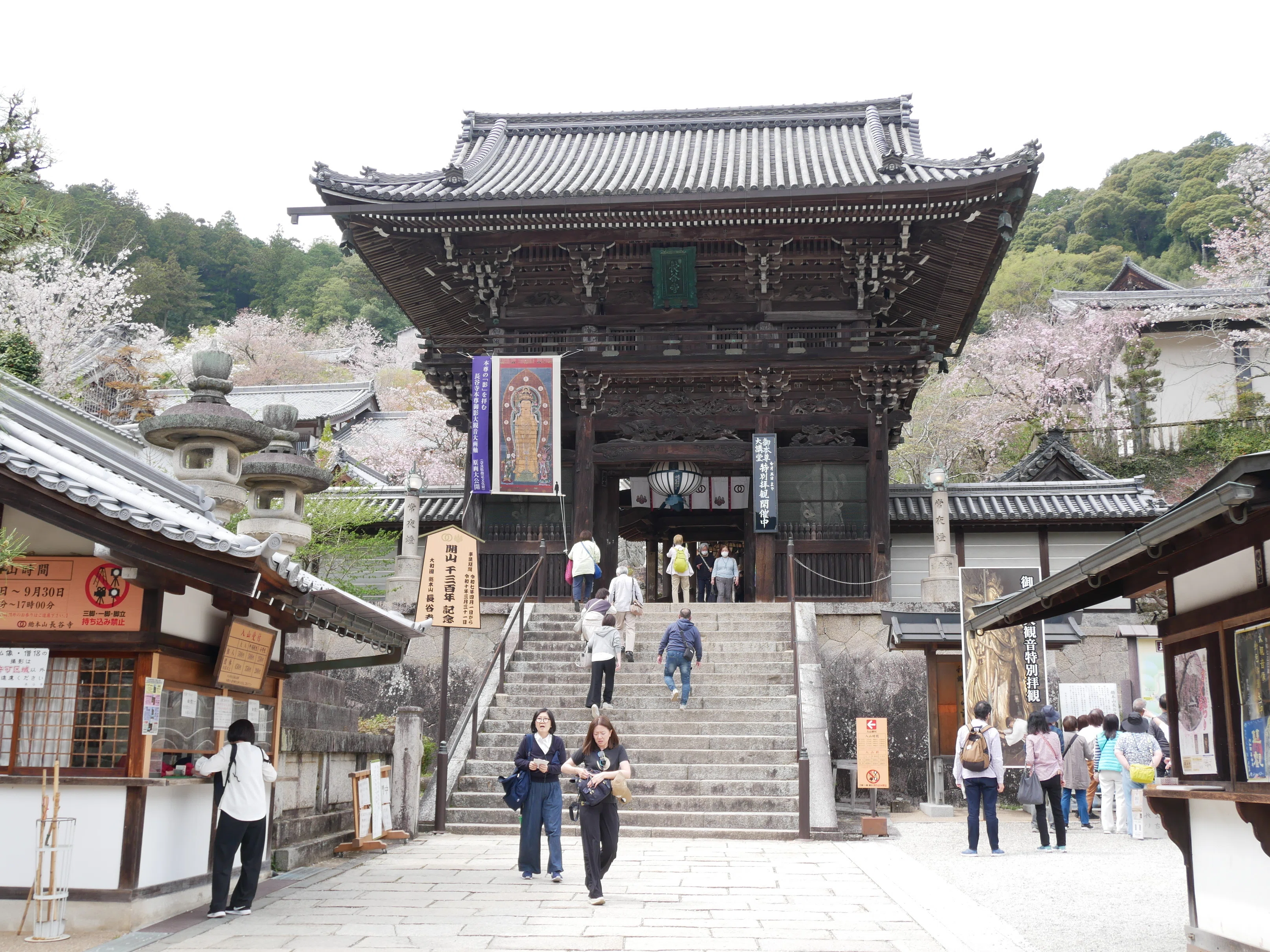683 奈良・長谷寺の桜を満喫｜登廊・本堂・大舞台の春景色レポート｜揺
