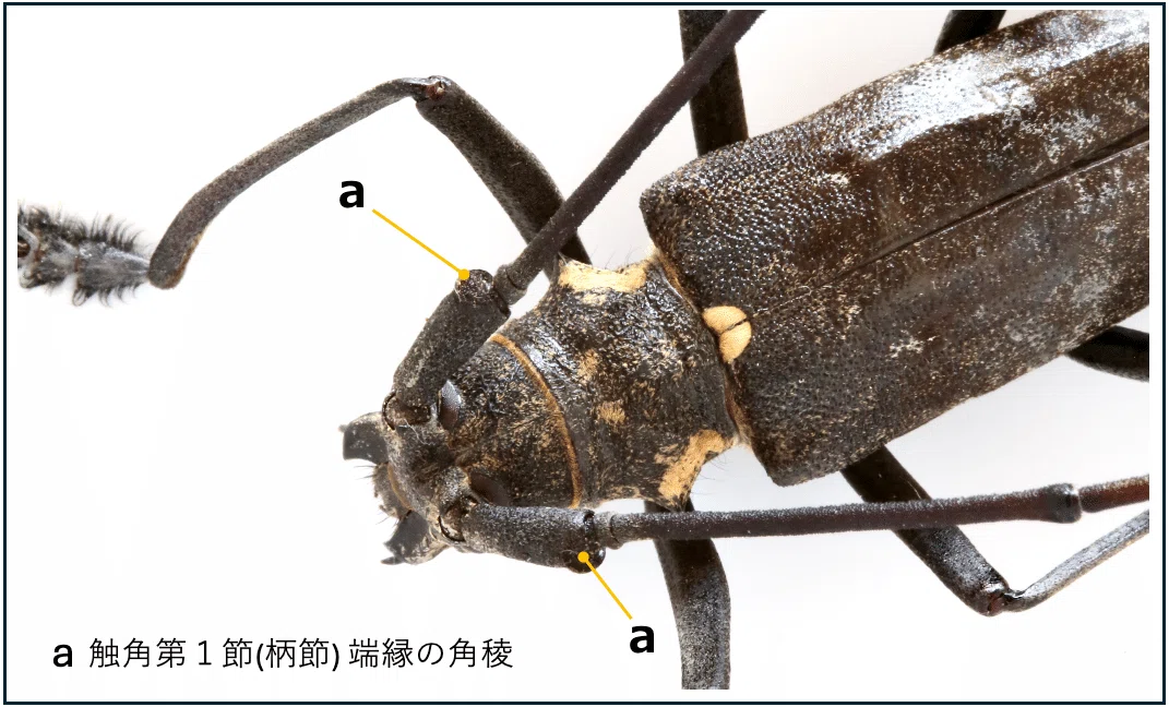 B-26＞ ヒゲナガカミキリ その3｜かみきりむし