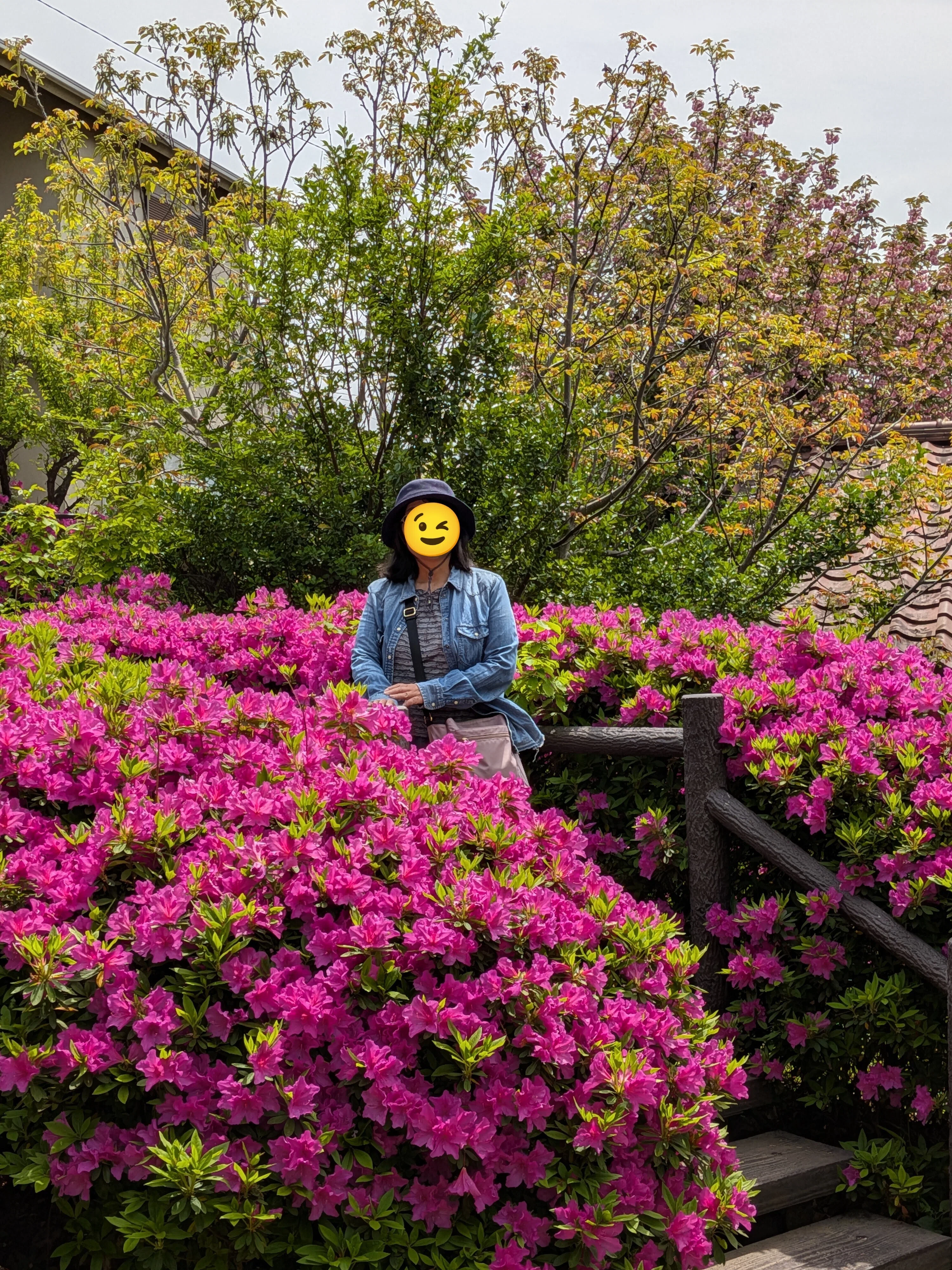 菊名桜山公園を夫婦で散歩（通称カーボン山・横浜市港北区）♫ 2026/04