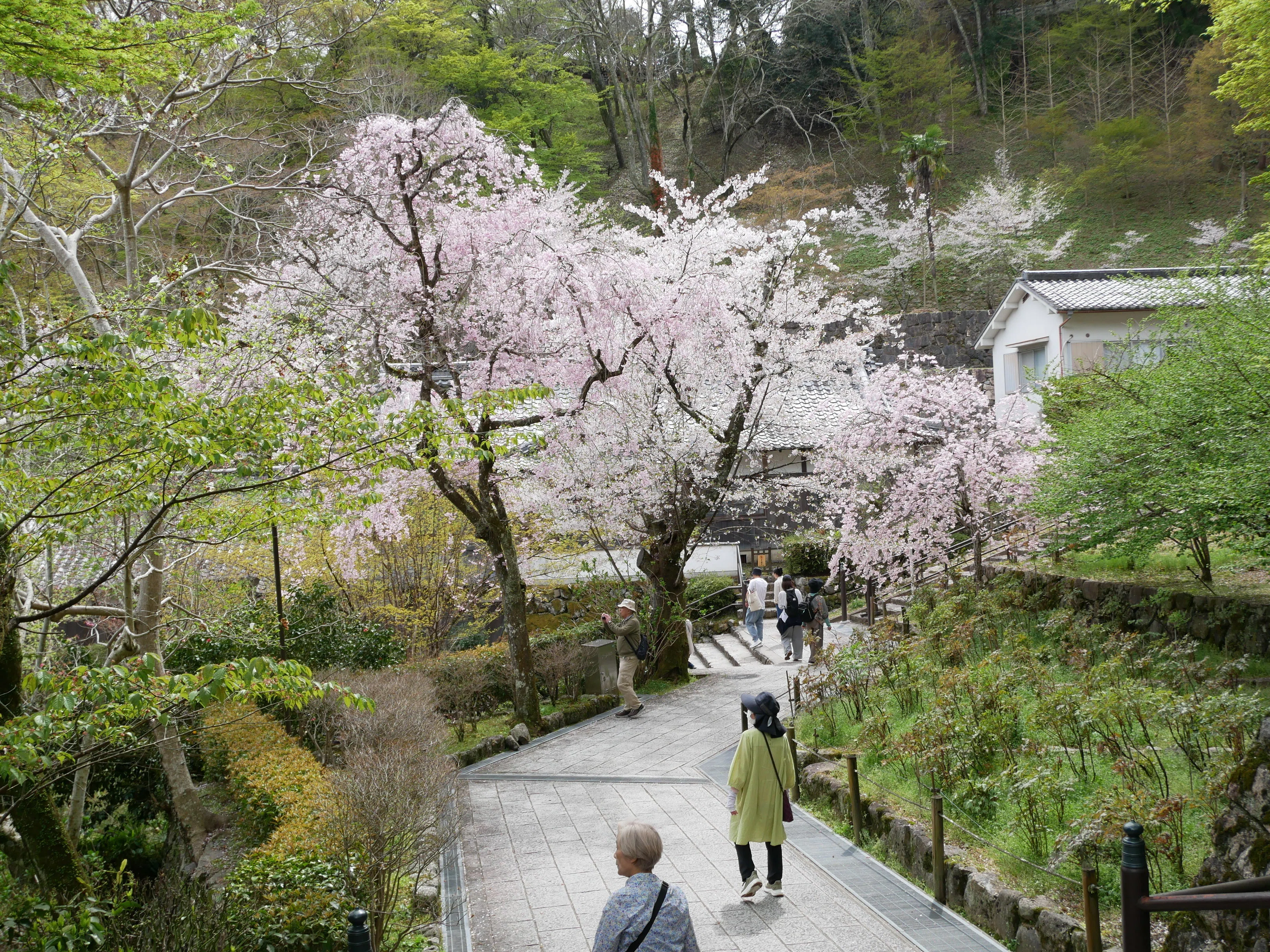 683 奈良・長谷寺の桜を満喫｜登廊・本堂・大舞台の春景色レポート｜揺