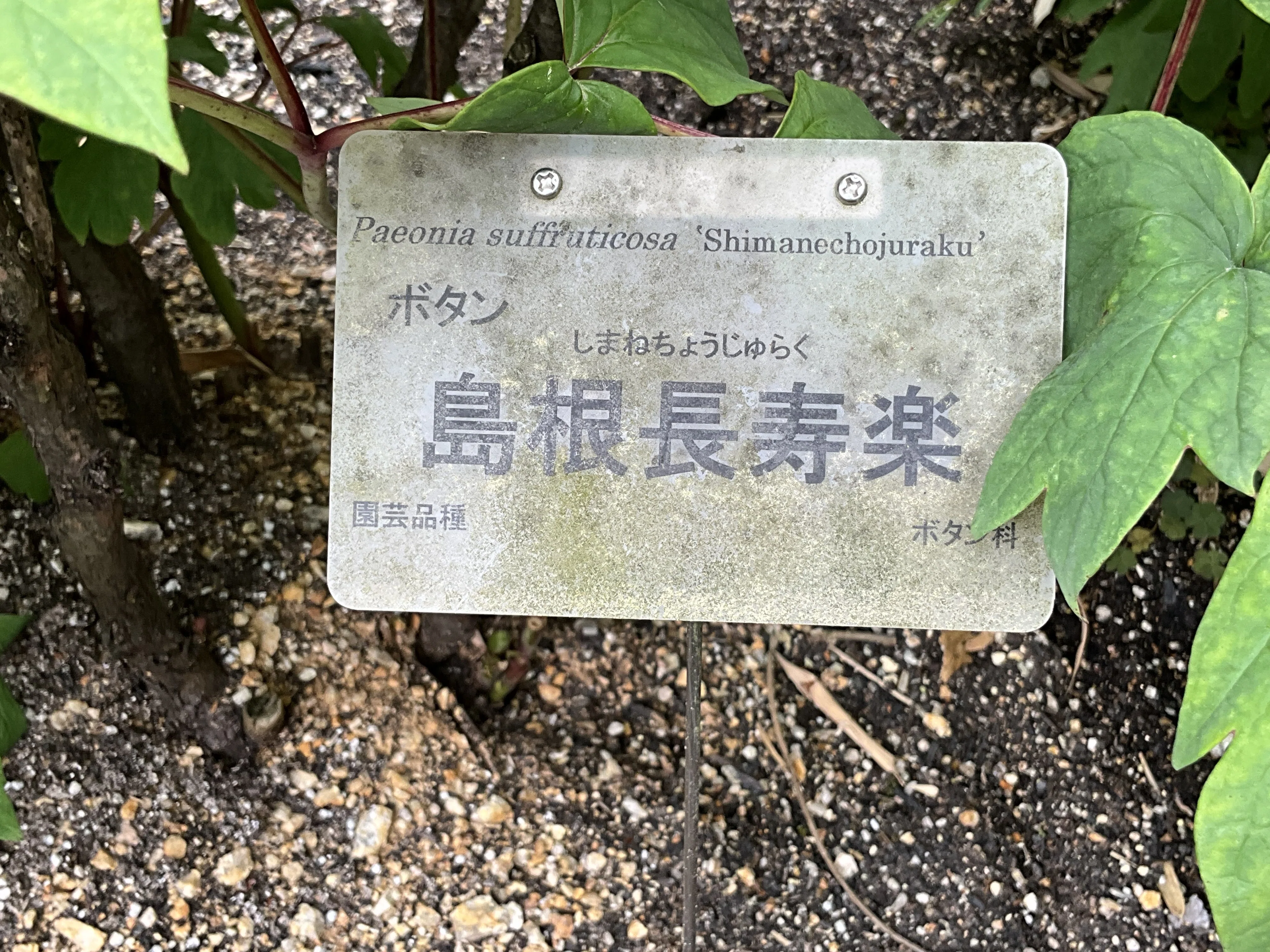 ボタンの島根長寿楽（京都府立植物園）：2026年4月18日（土）｜藤井