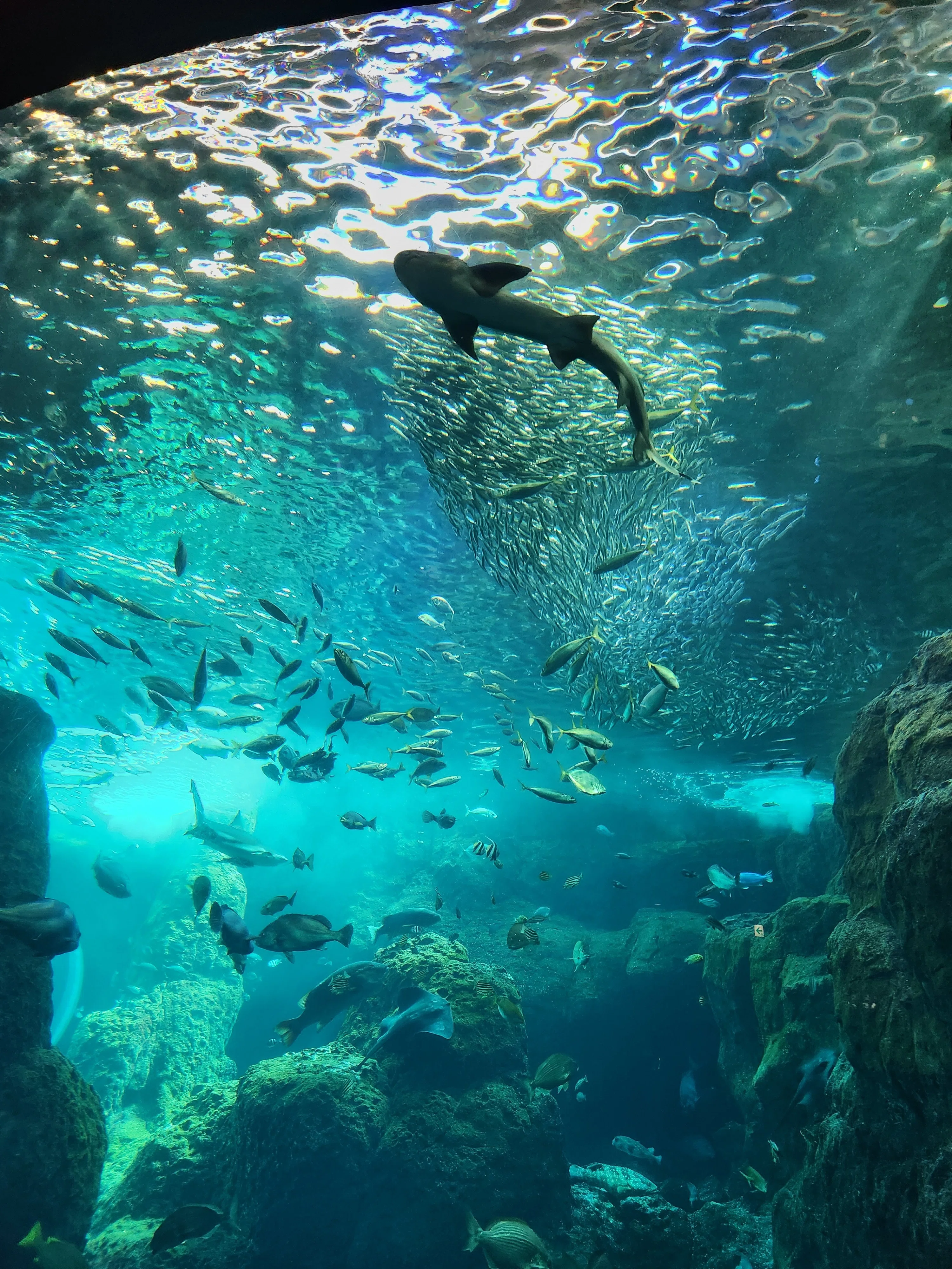 新江ノ島水族館（2026.4）｜春の海風に癒やされた、土曜日の休日日記