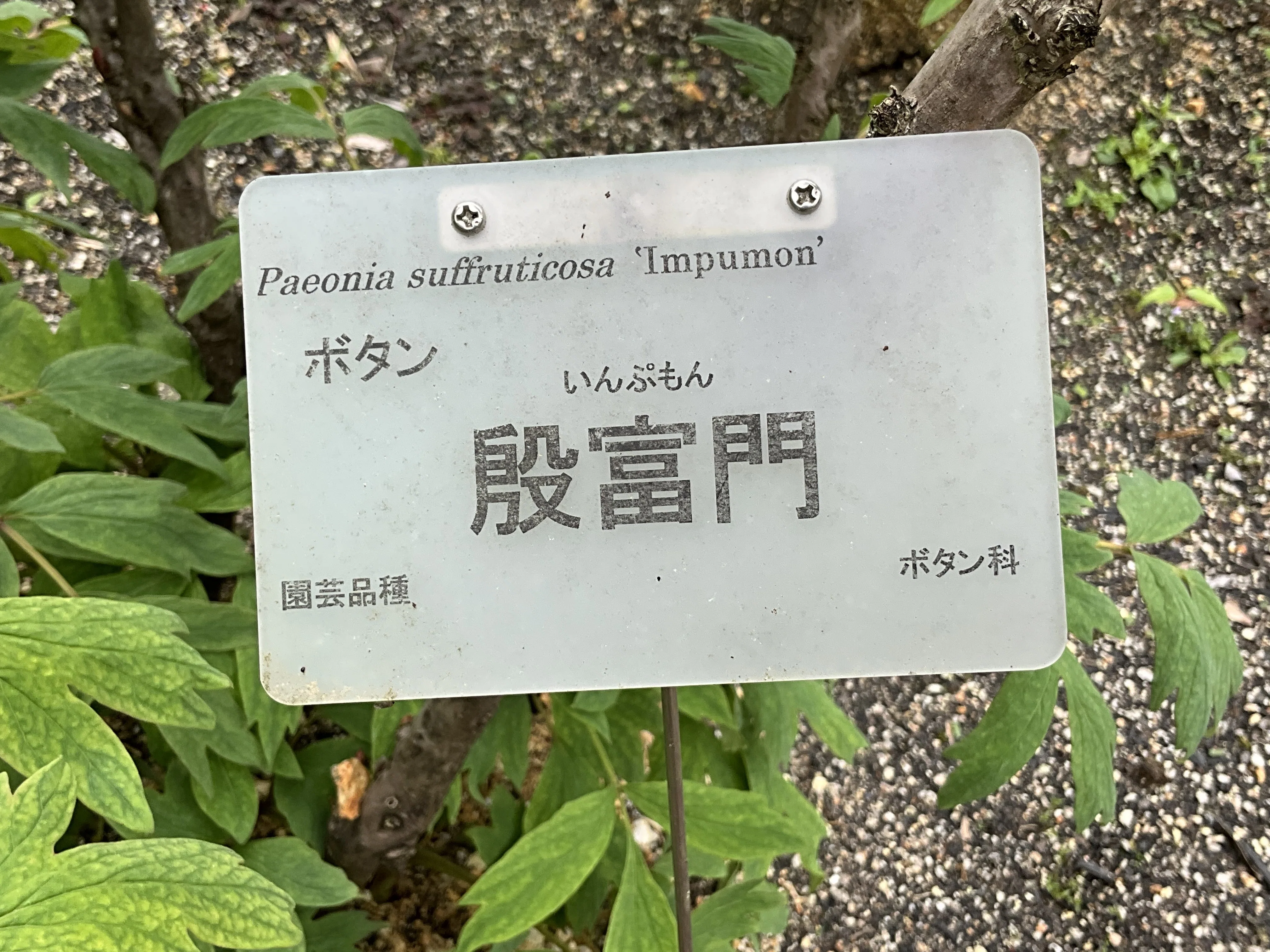 ボタンの殷富門（京都府立植物園）：2026年4月18日（土）｜藤井秀昭