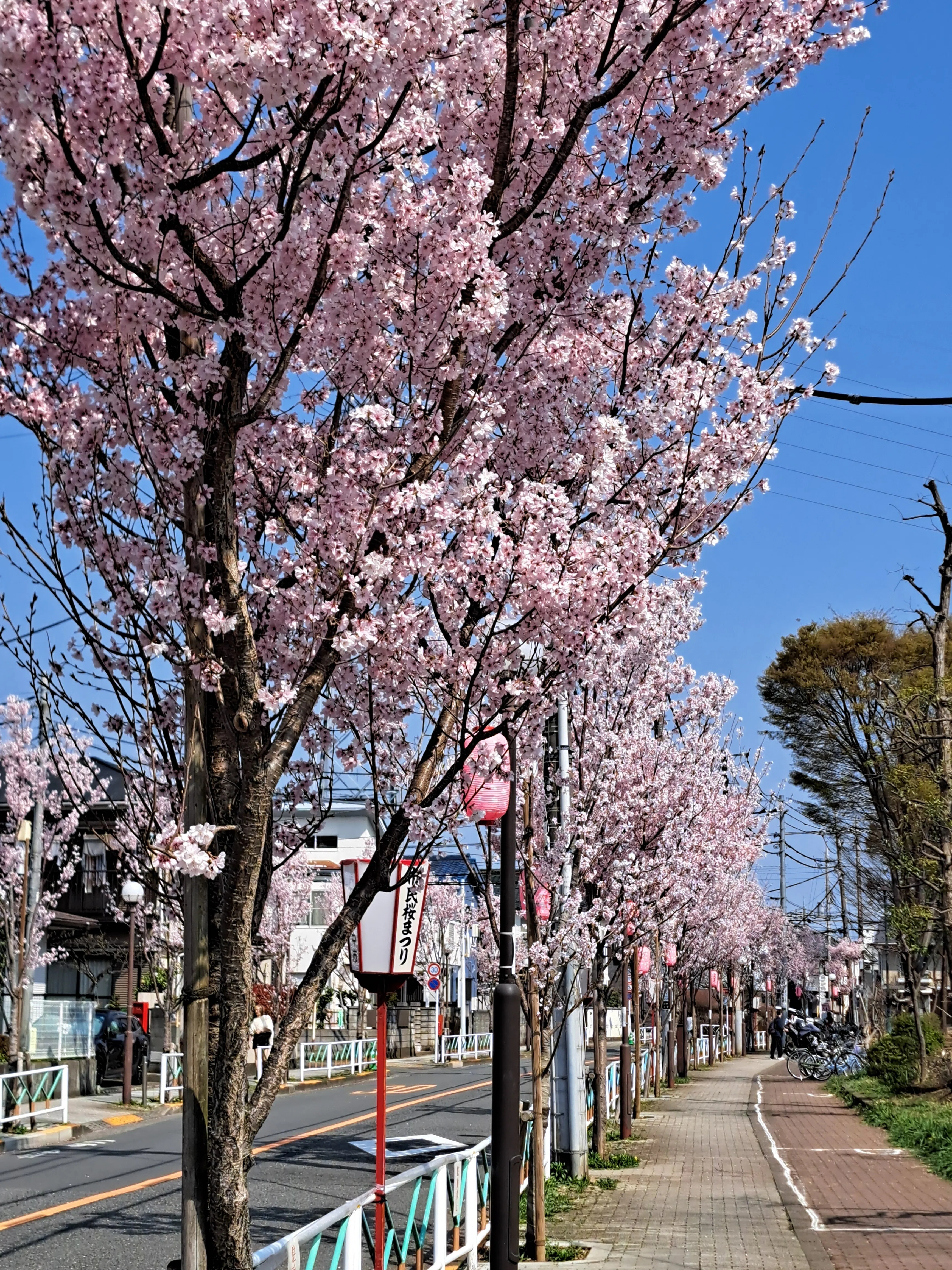 2026花スケッチ＞府中市・府中公園の桜祭りスケッチ｜わたなべ・えいいち