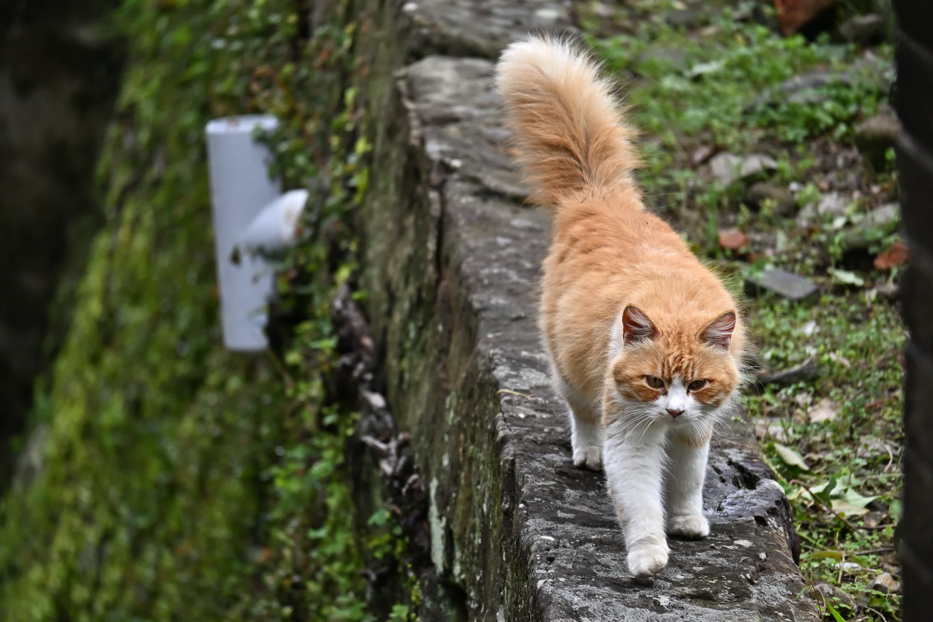 長崎で撮った写真で、一番良かったのは猫だった話｜さっくん