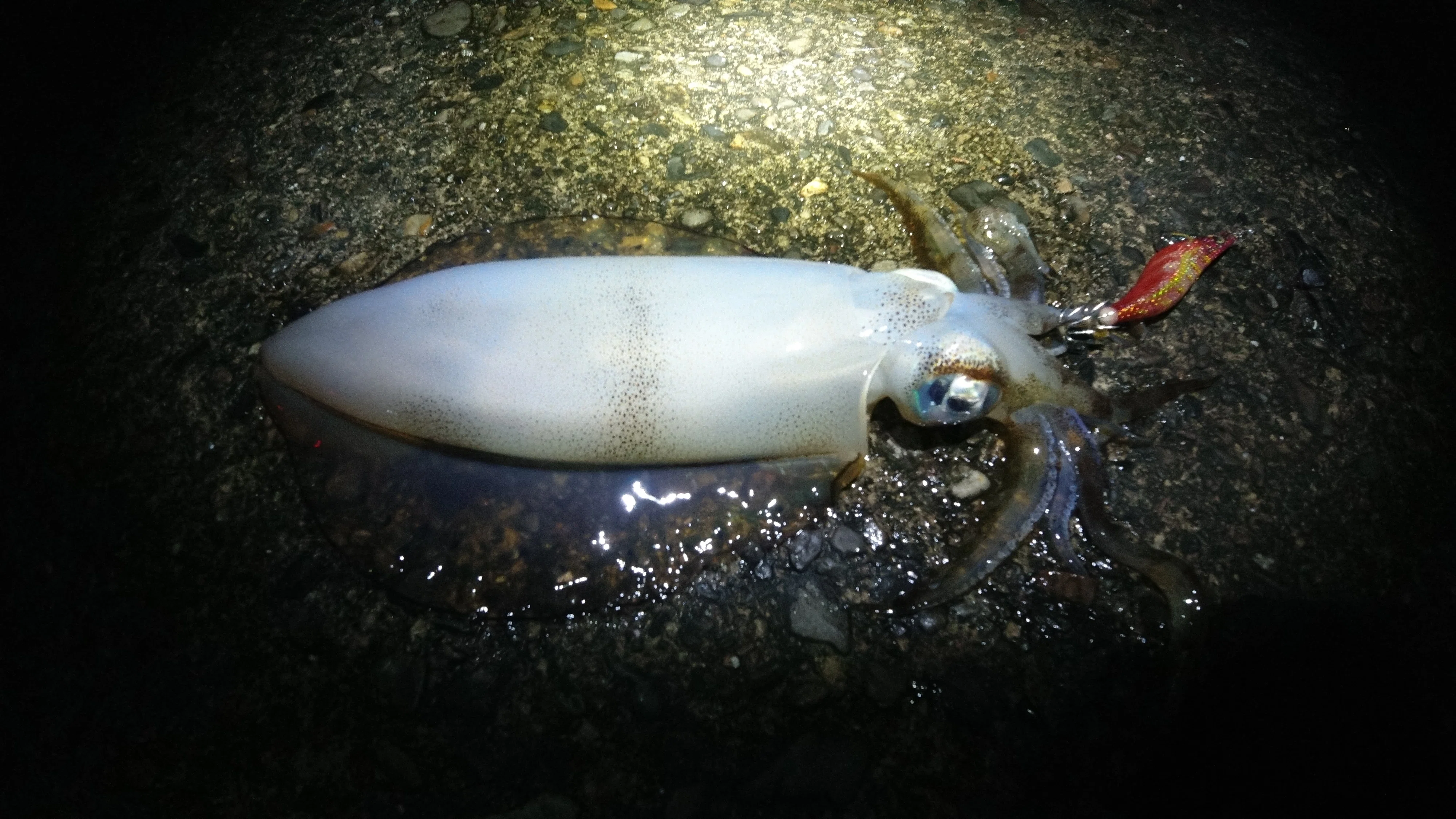 初心者が三重県の春イカエギングしてみた｜ボンゴワゴン放浪記
