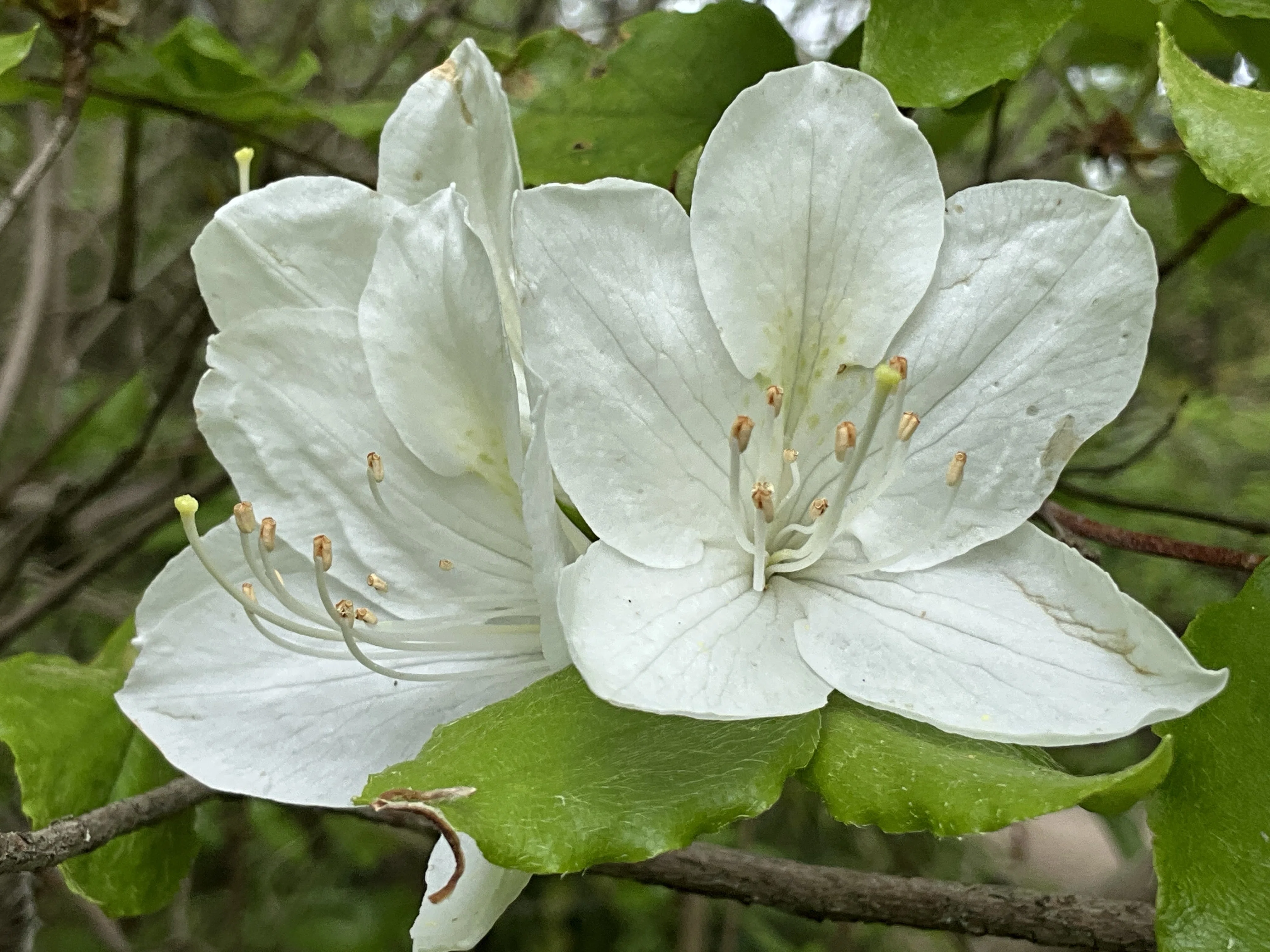 シロバナオンツツジ（京都府立植物園）：2026年4月20日（月）｜藤井