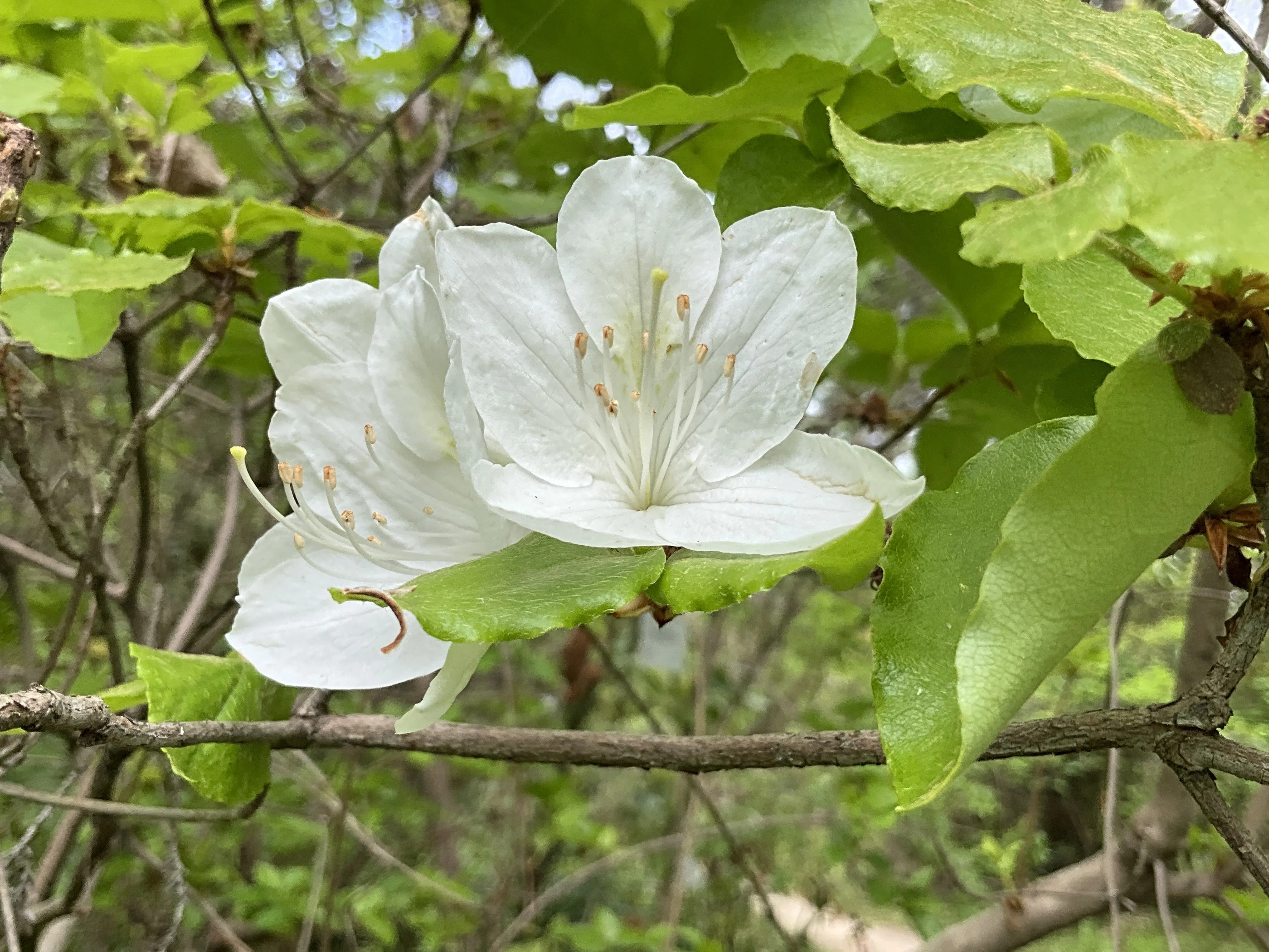 白花緑陰 シロバナオンツツジ（京都府立植物園）：2026年4月20日（月）｜藤井