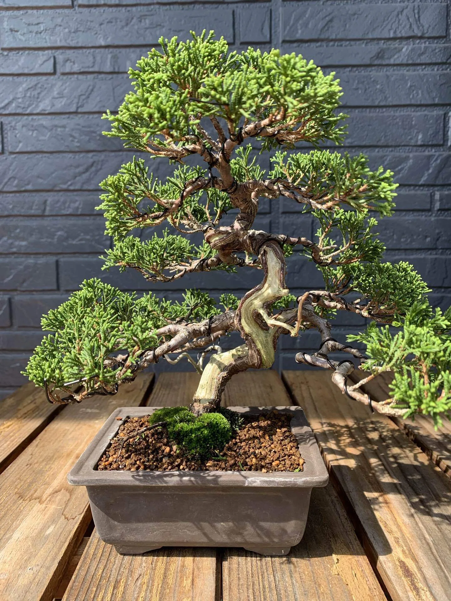 盆栽記 #01】はじまりの一鉢。植物イベントで出会った「真柏」に魅せ