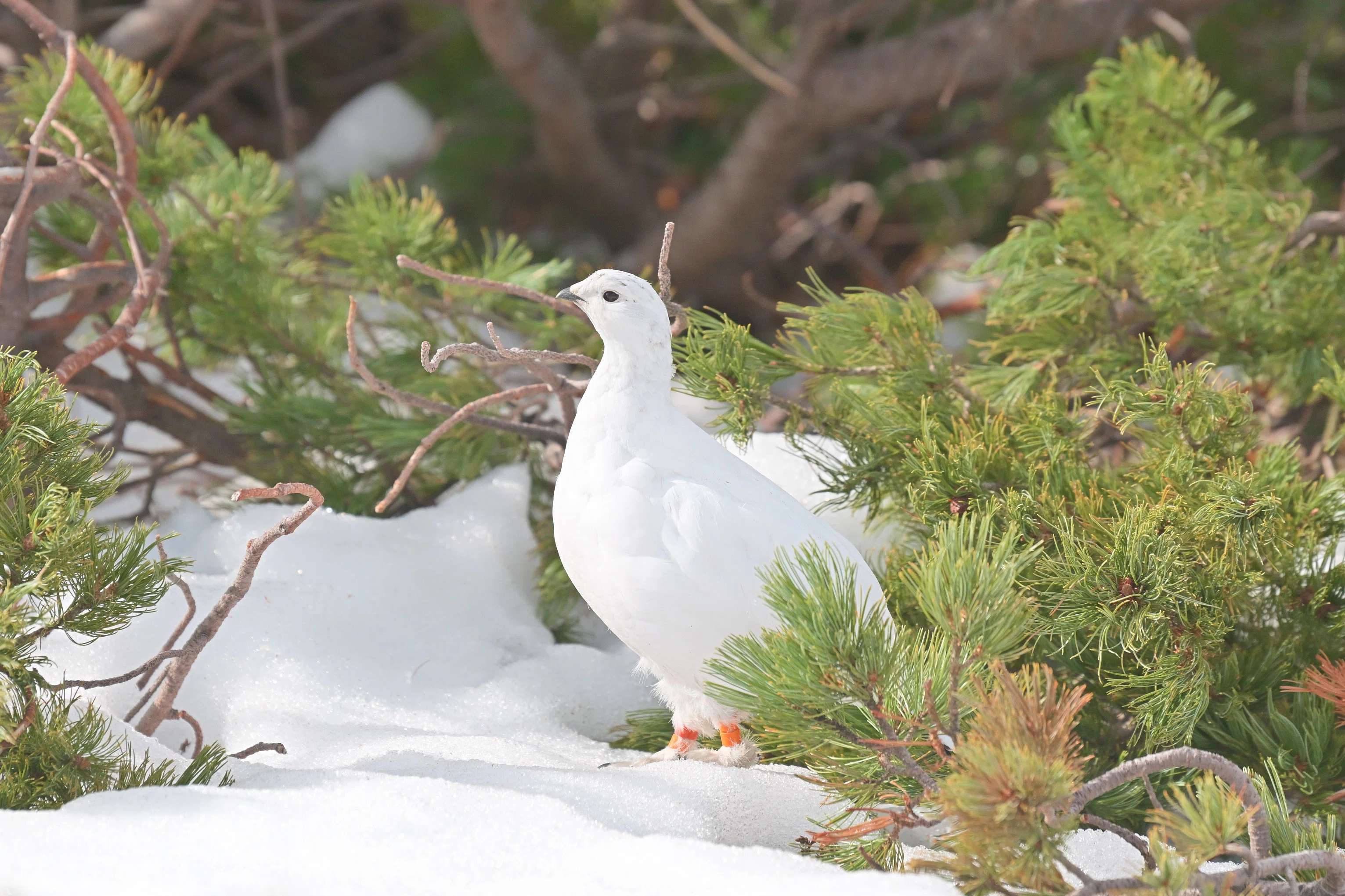 ライチョウちゃん4月（立山室堂）Z9 : AF-S NIKKOR 70-200mm f/2.8E FL