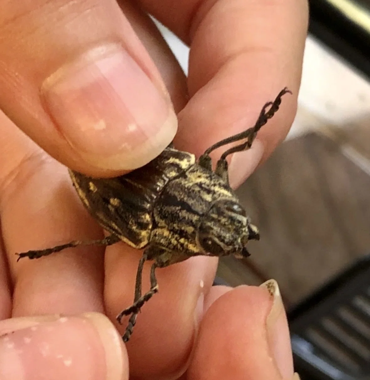 ⑦神奈川で緑のウバタマムシの死骸があった件について(激レア)｜ガク虫