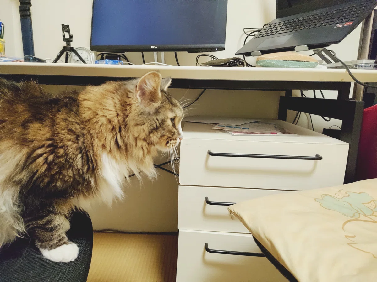 大ジャンプと思いきや・・・この後のトト(猫)の行動は?