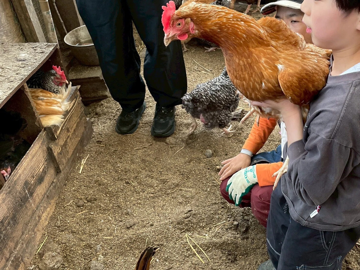 にわとりさん🐔も友だちです✨｜シェアリンク茨木