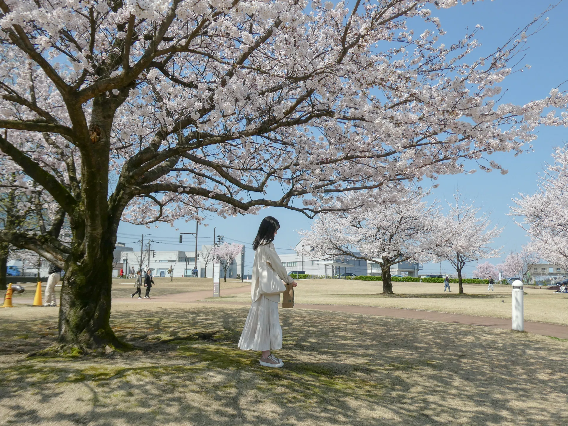 桜咲く春を探しに、富山へ。｜moe-cafe&trip