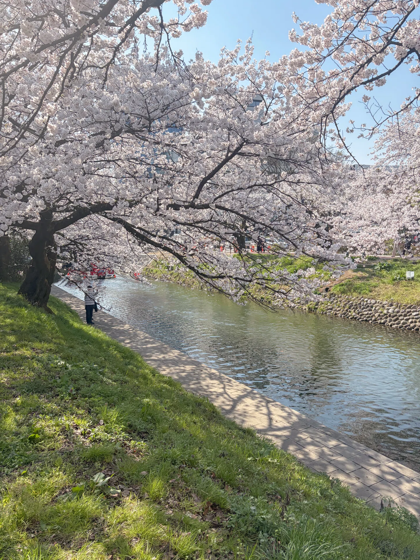 桜咲く春を探しに、富山へ。｜moe-cafe&trip