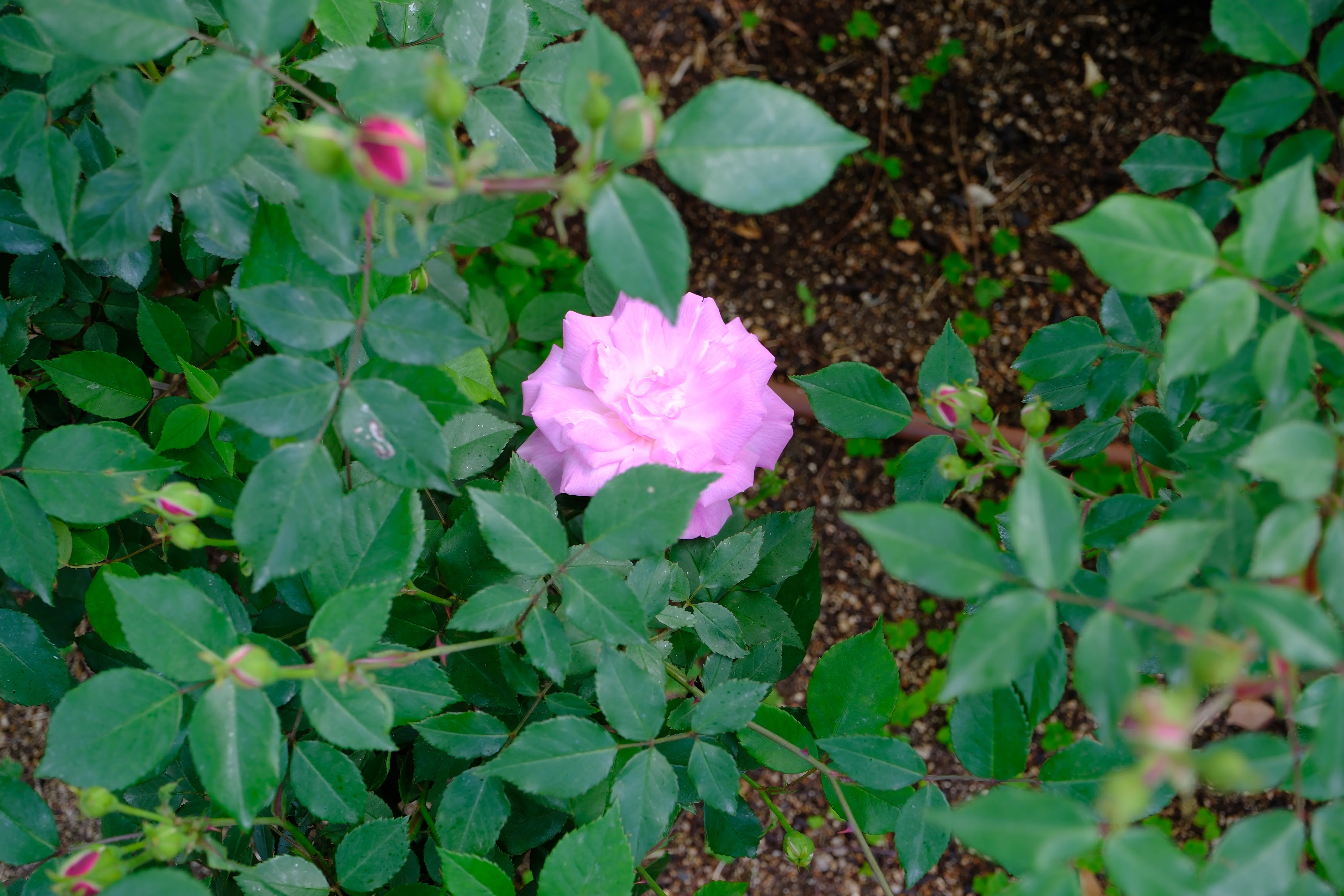 📷X-T30III × 🌹中之島バラ園 ｜ 🇨🇳オールド・ブラッシュ｜ぱぽ