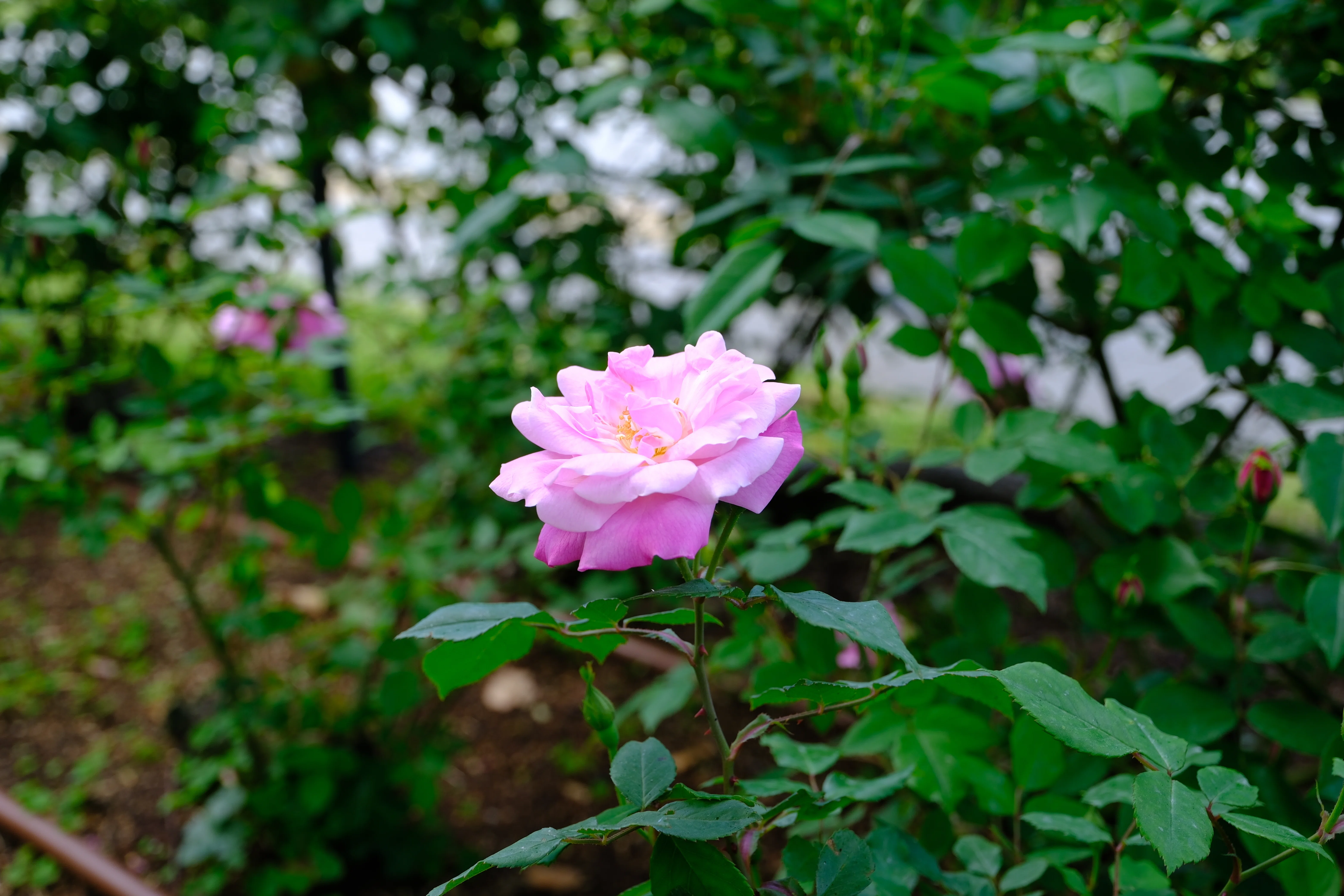 📷X-T30III × 🌹中之島バラ園 ｜ 🇨🇳オールド・ブラッシュ｜ぱぽ