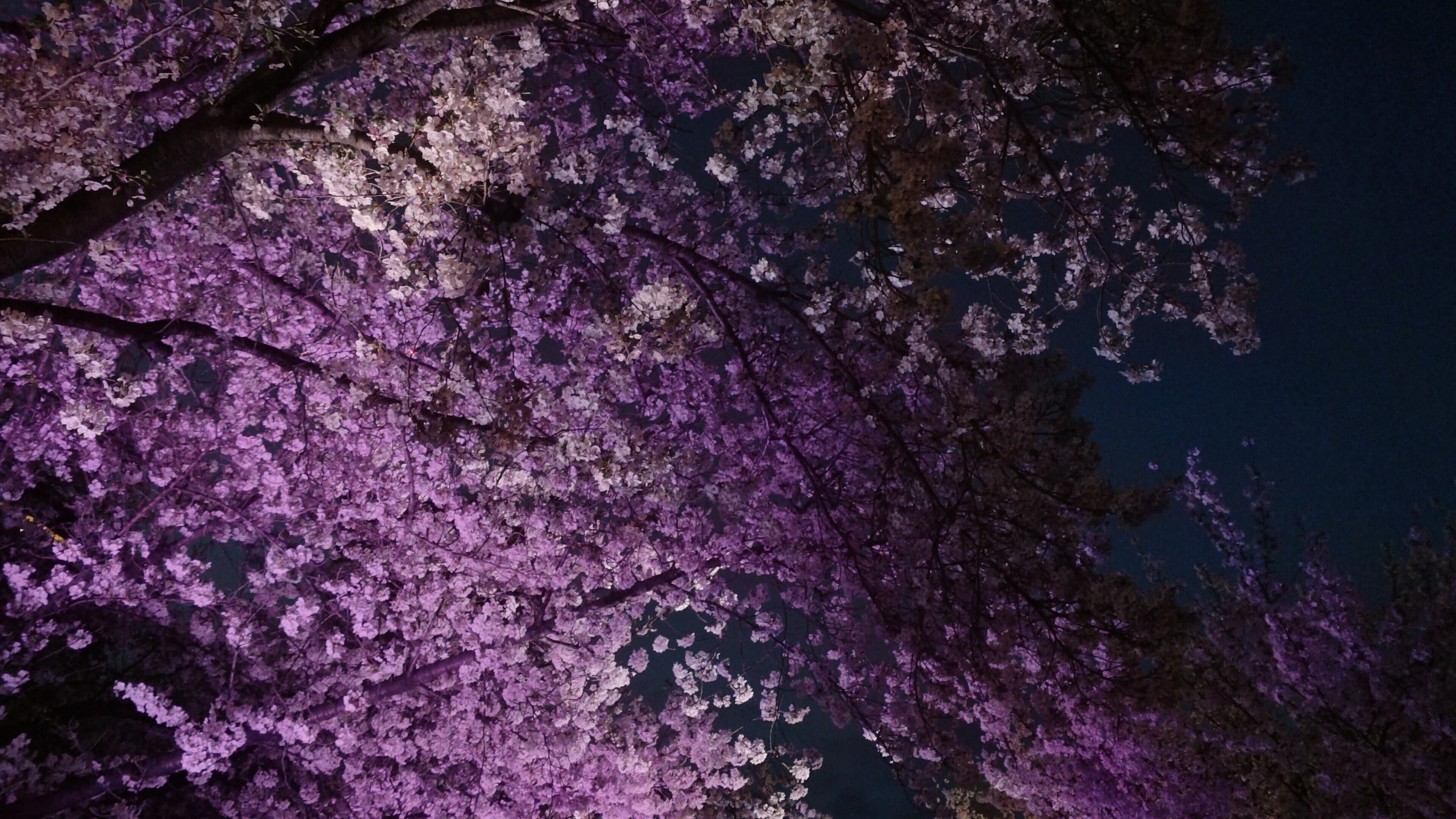 2026.04.05 夜桜🌸｜xxЯunxx