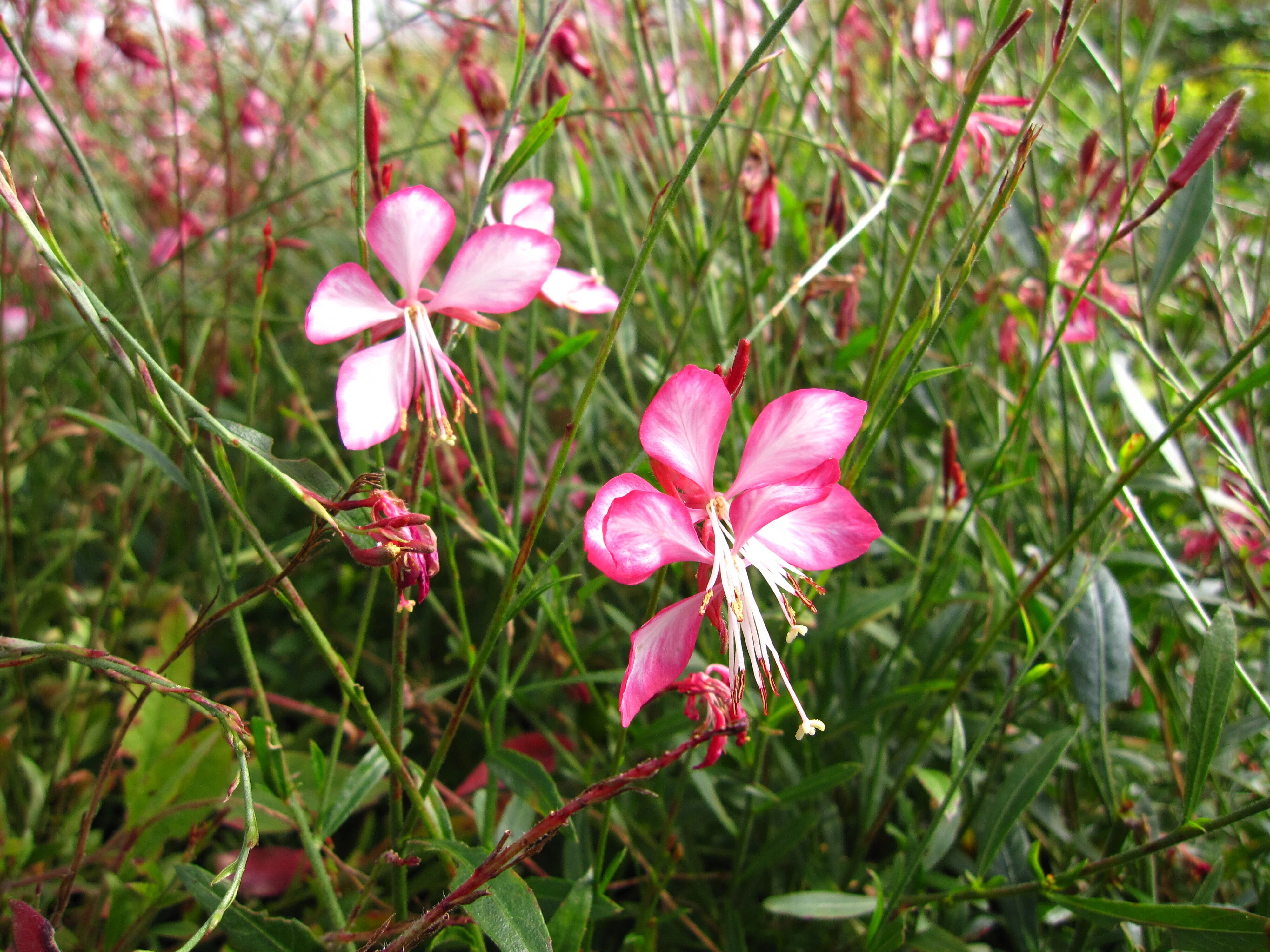 西日に強い宿根草5選｜そのまま真似できる植栽セットあり｜大森ガーデン