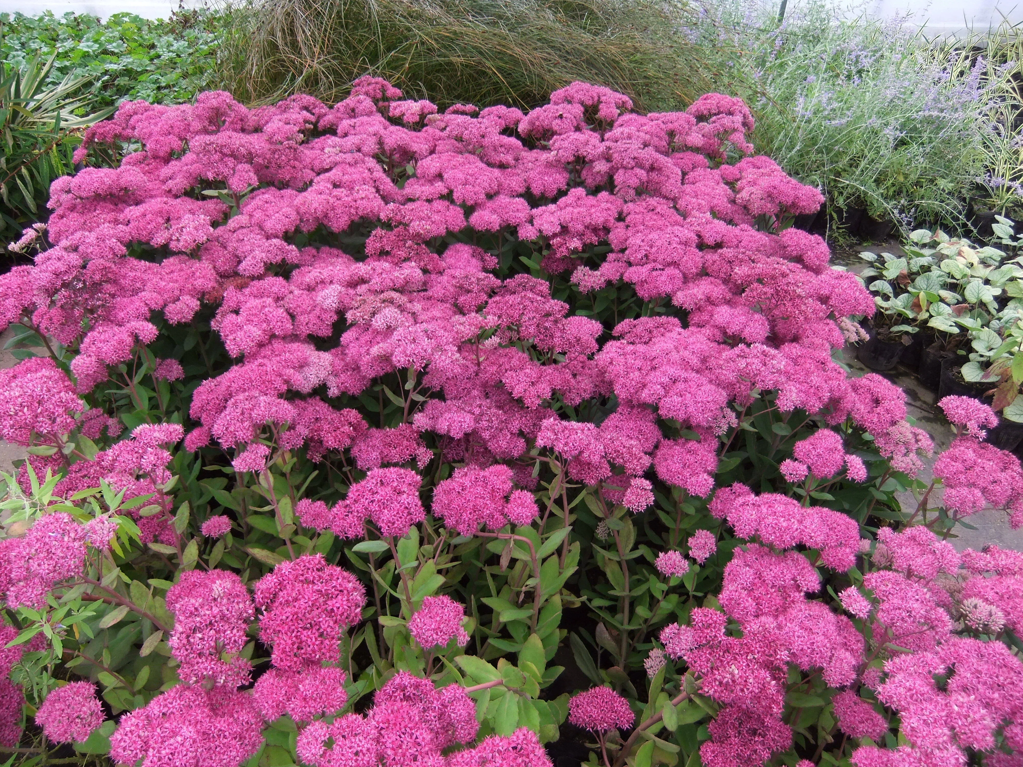 西日に強い宿根草5選｜そのまま真似できる植栽セットあり - 大森