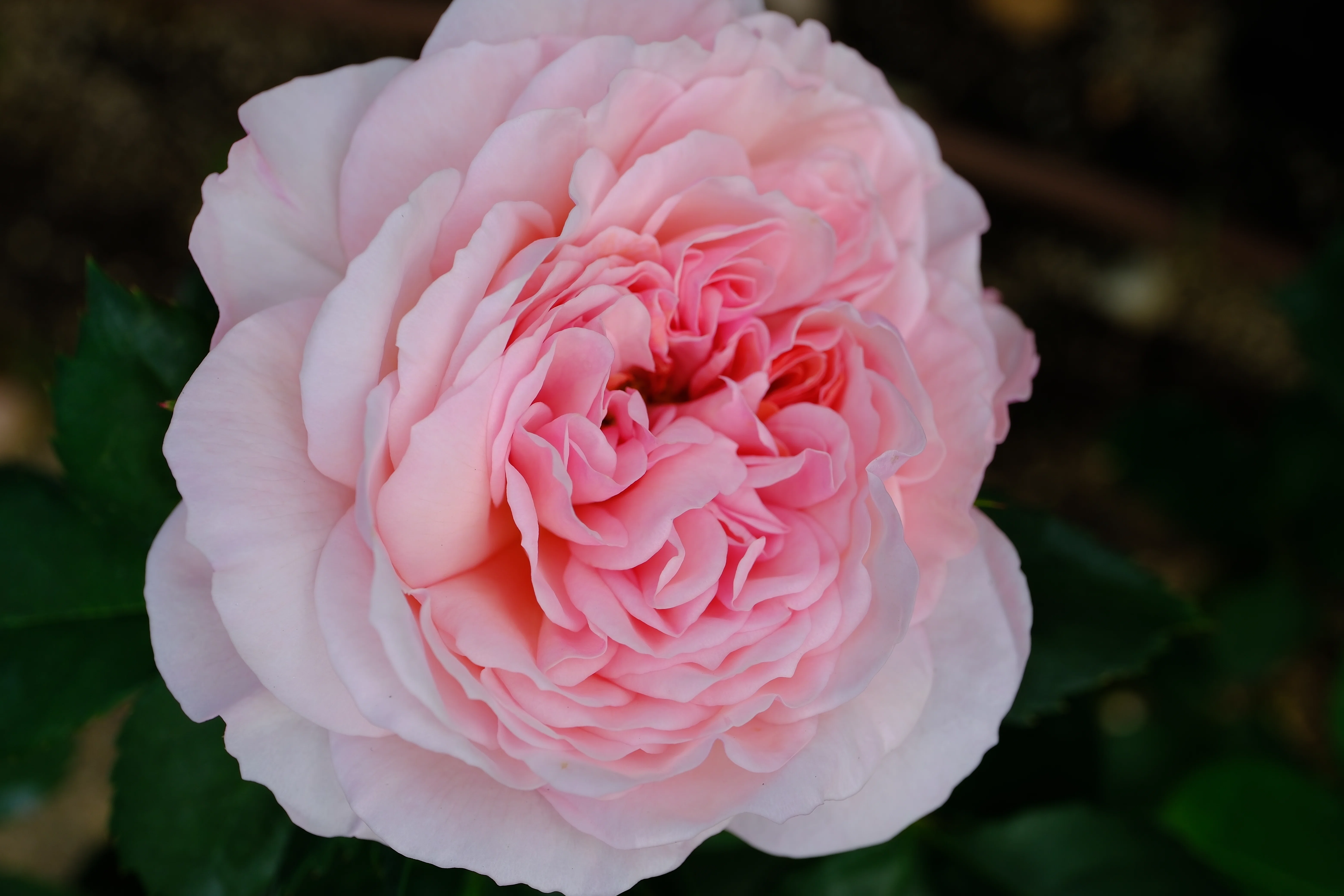 📷X-T30III × 🌹Nakanoshima Rose Garden | 🇬🇧William Morris｜ぱぽ
