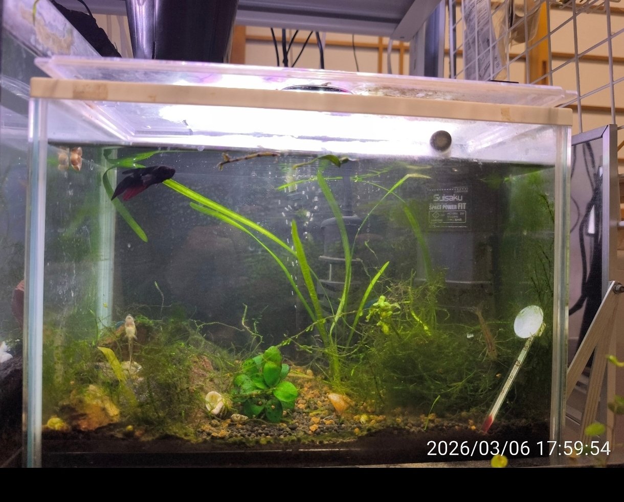 ベタ水槽 初めてのベタ水槽、どう思う？ : r/PlantedTank