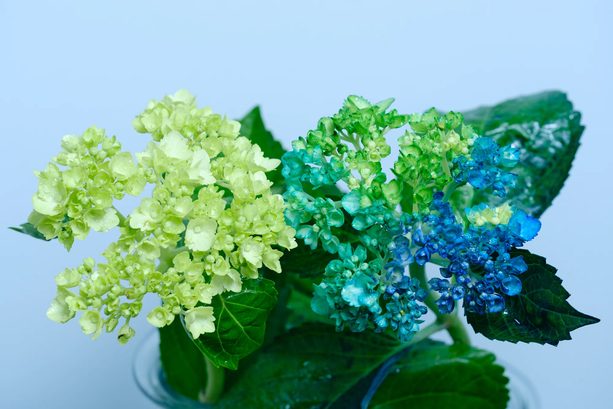 染めの花#052】 アジサイが美しく染まったので｜タキツネ | 花の写真を