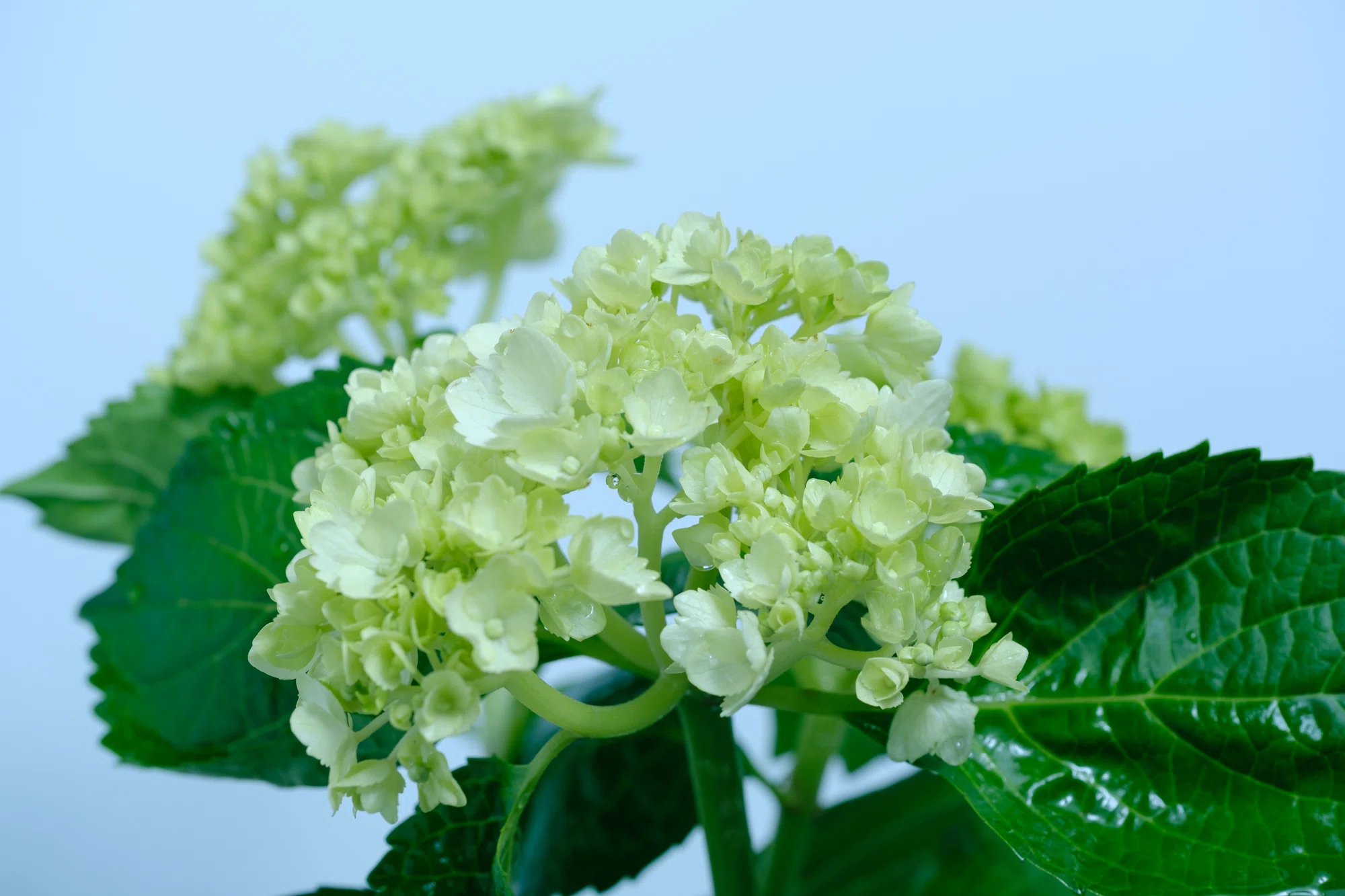 染めの花#052】 アジサイが美しく染まったので｜タキツネ | 花の写真を